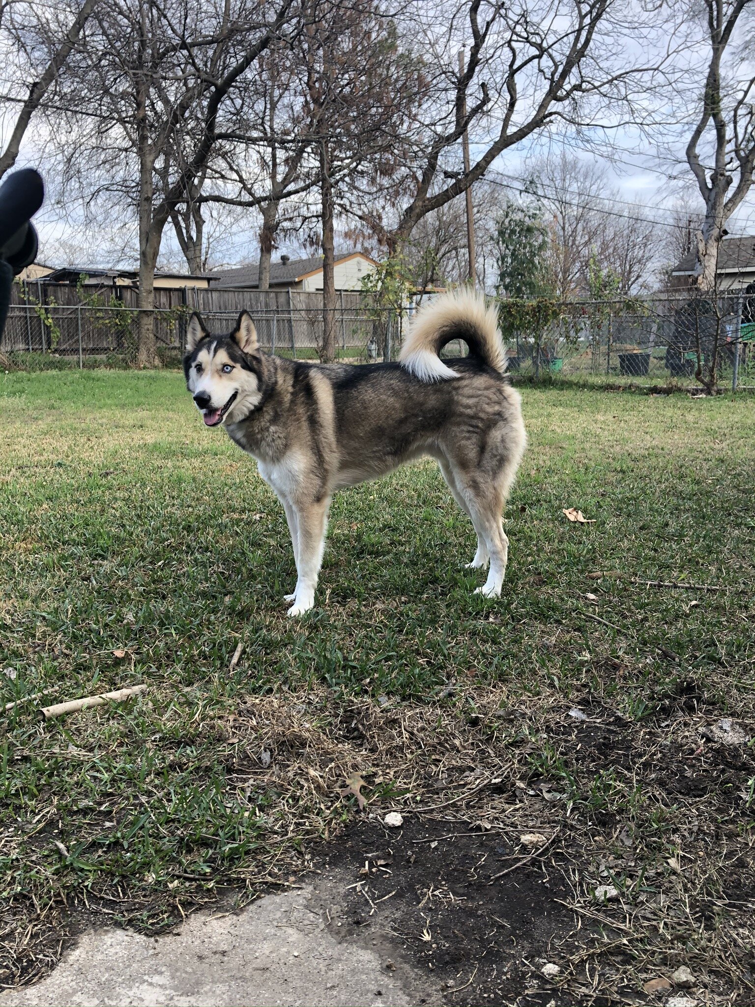 Cuddly Husky Needs Active Home image 2