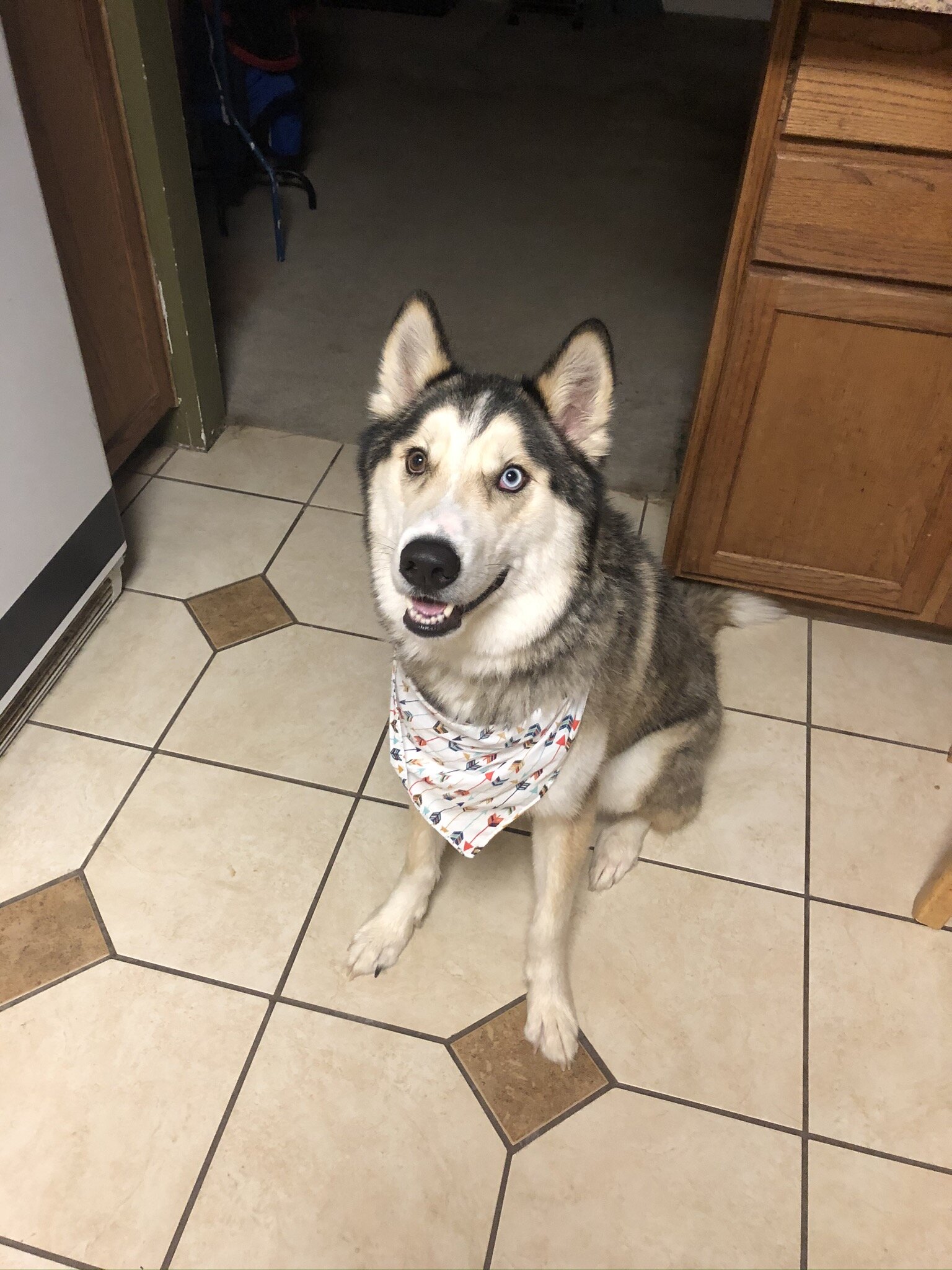 Cuddly Husky Needs Active Home image 3