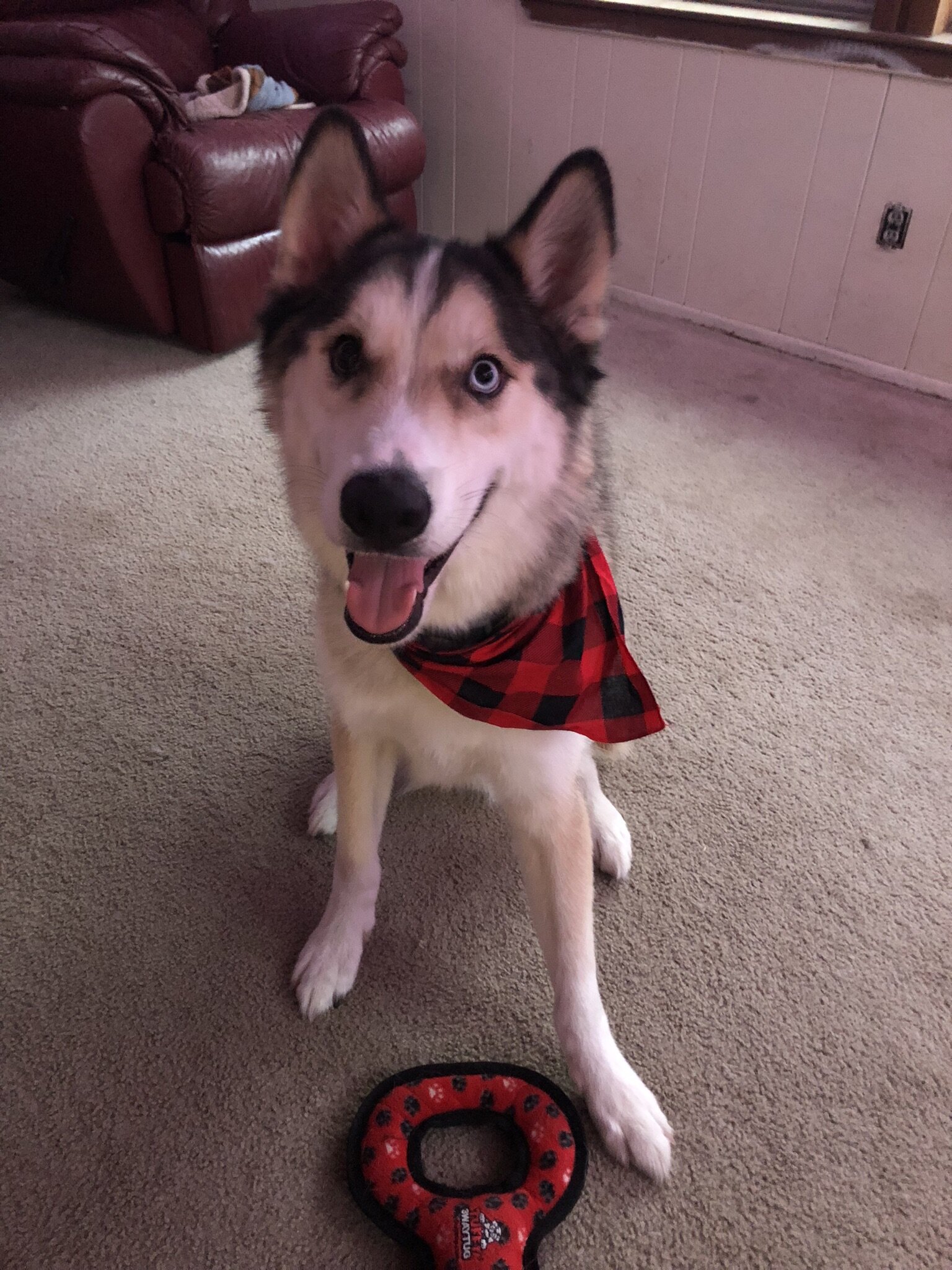Cuddly Husky Needs Active Home image 4
