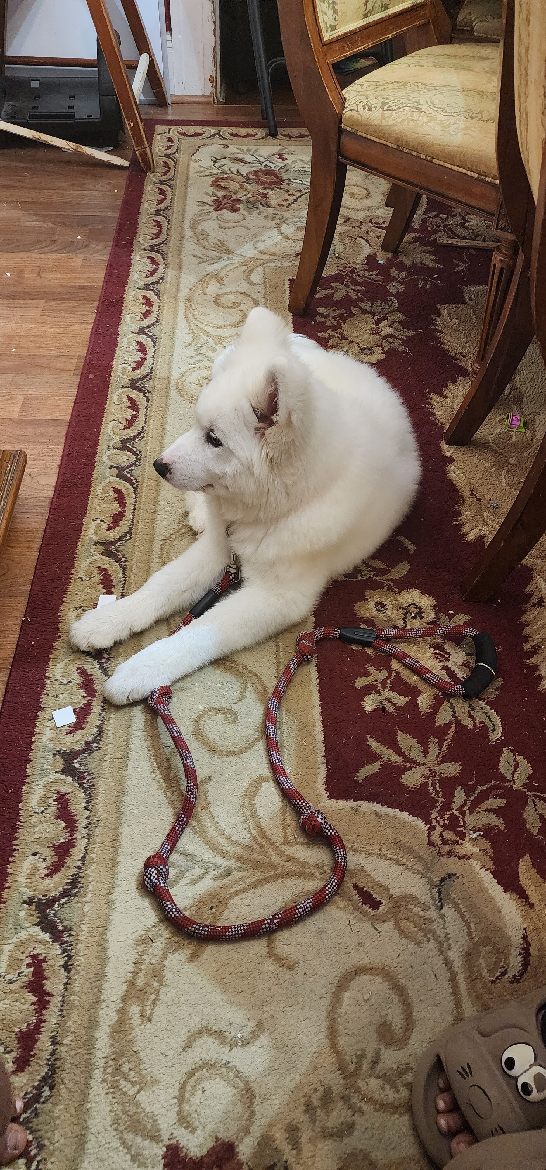 Samoyed image 5