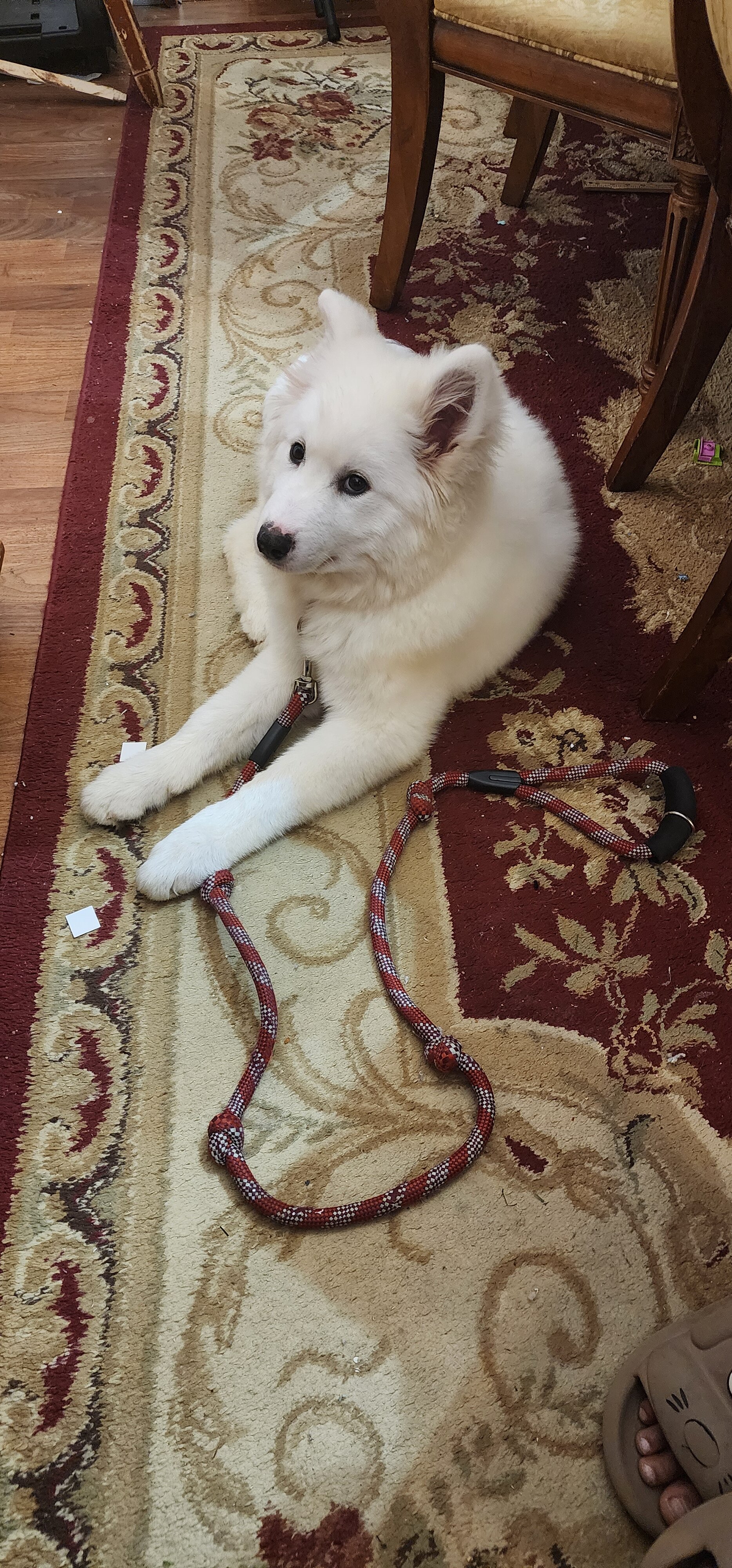 Samoyed image 6