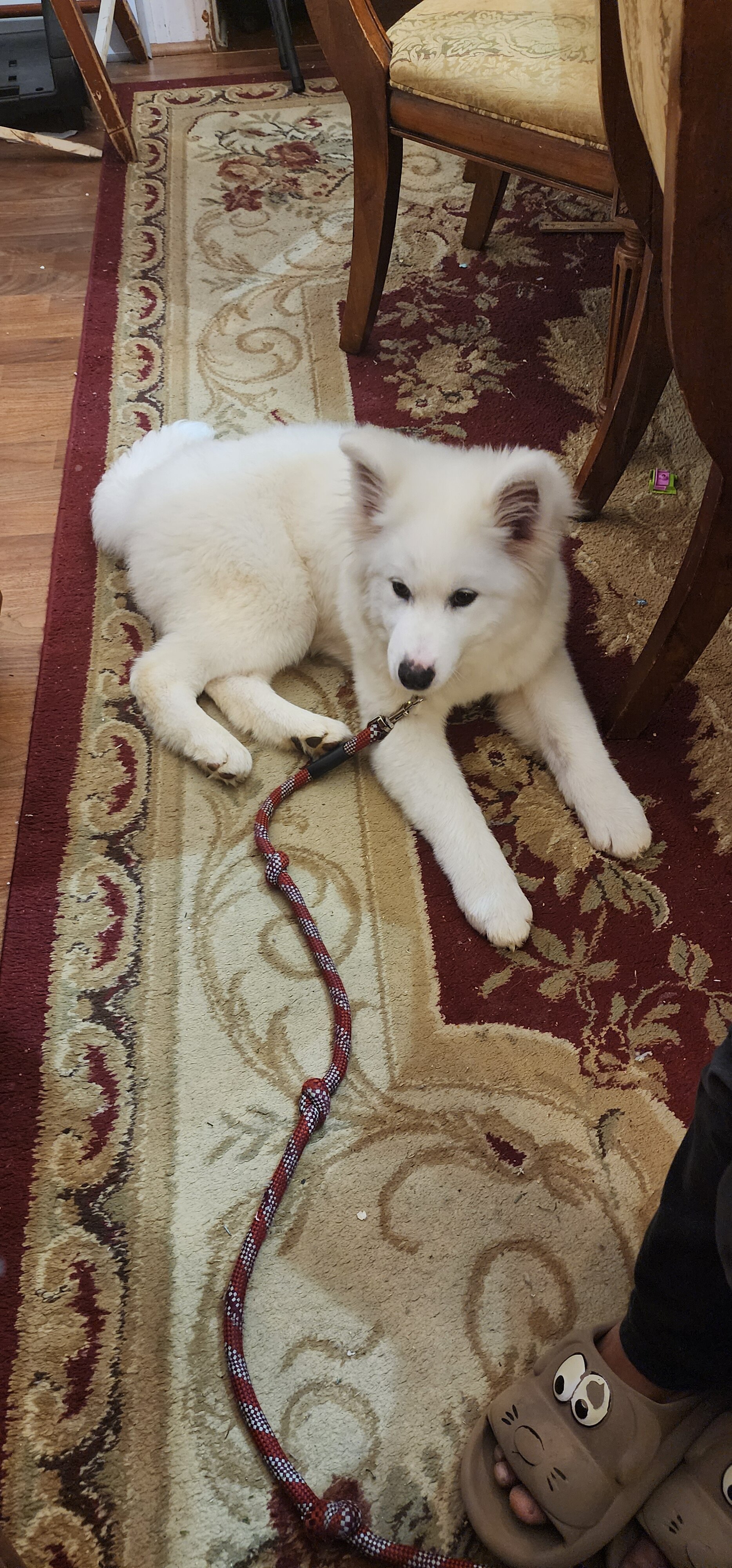 Samoyed image 4