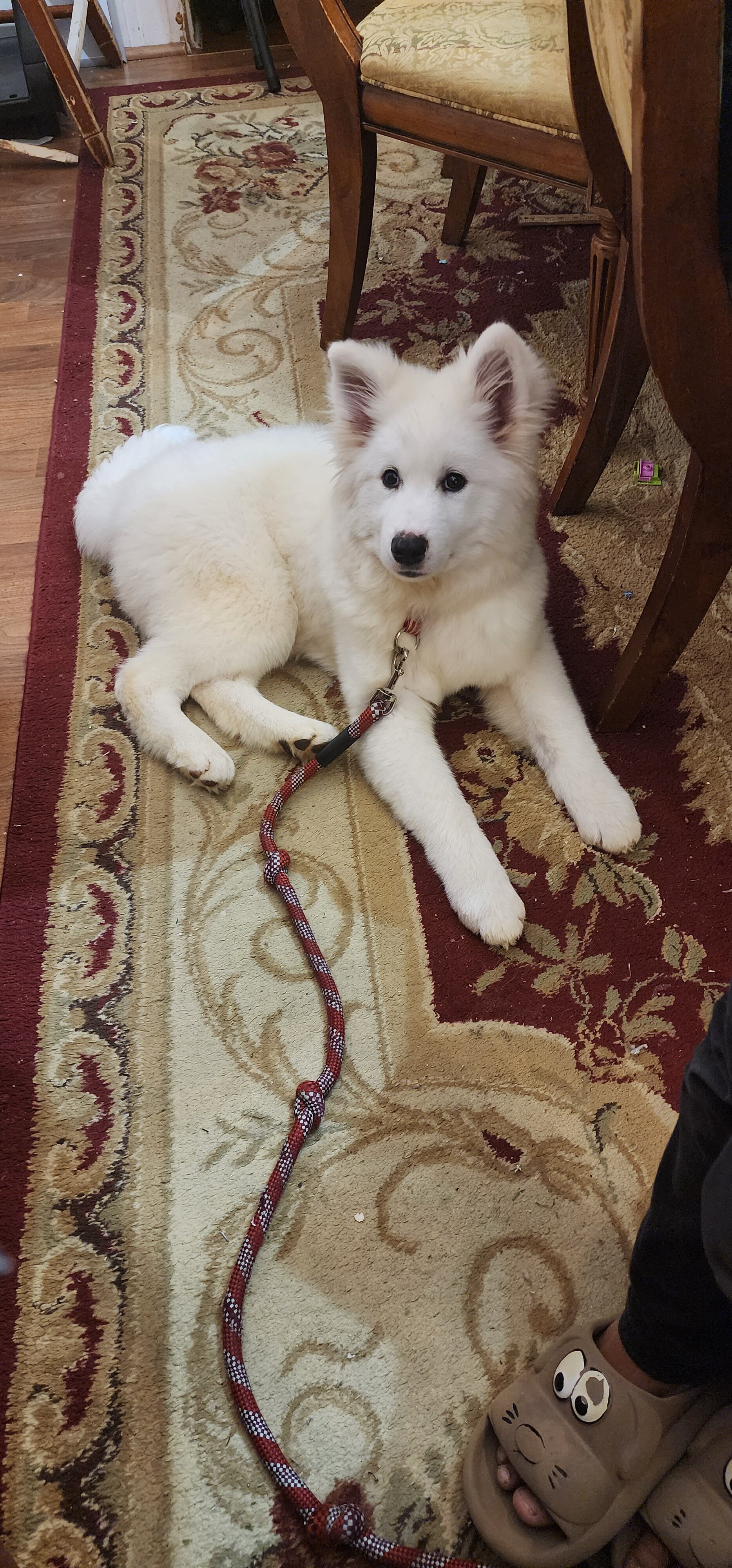 Samoyed image 2