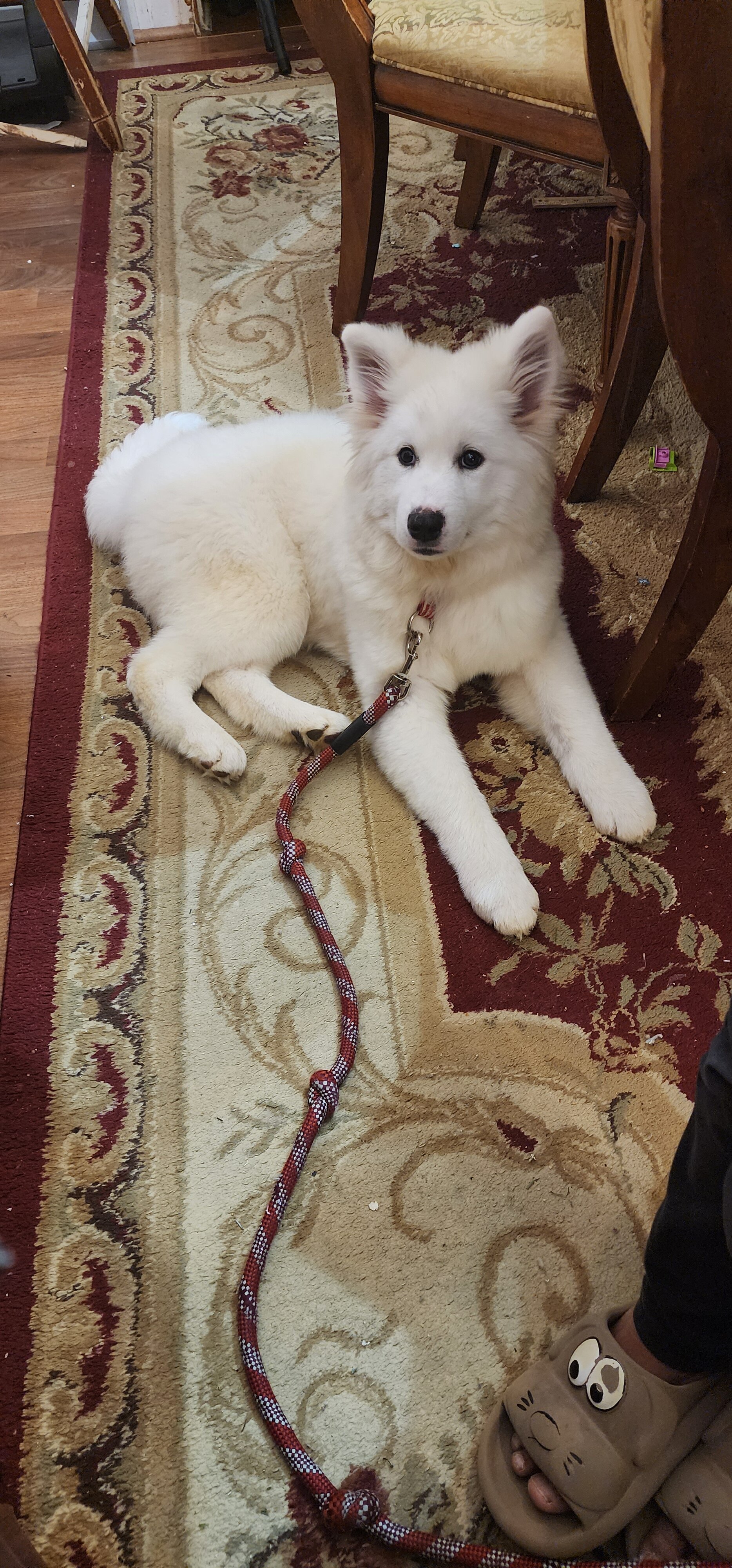 Samoyed image 3