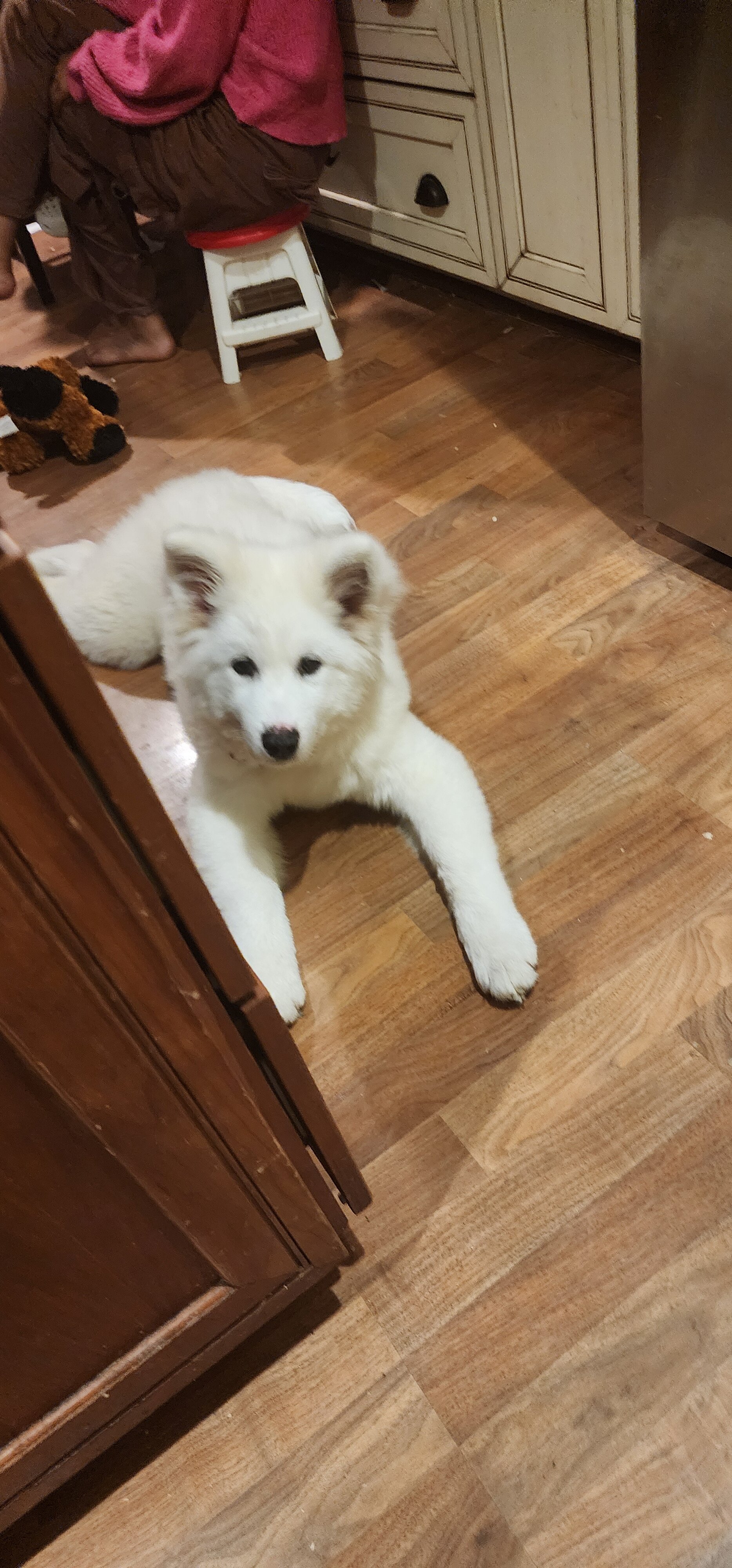 Samoyed image 1