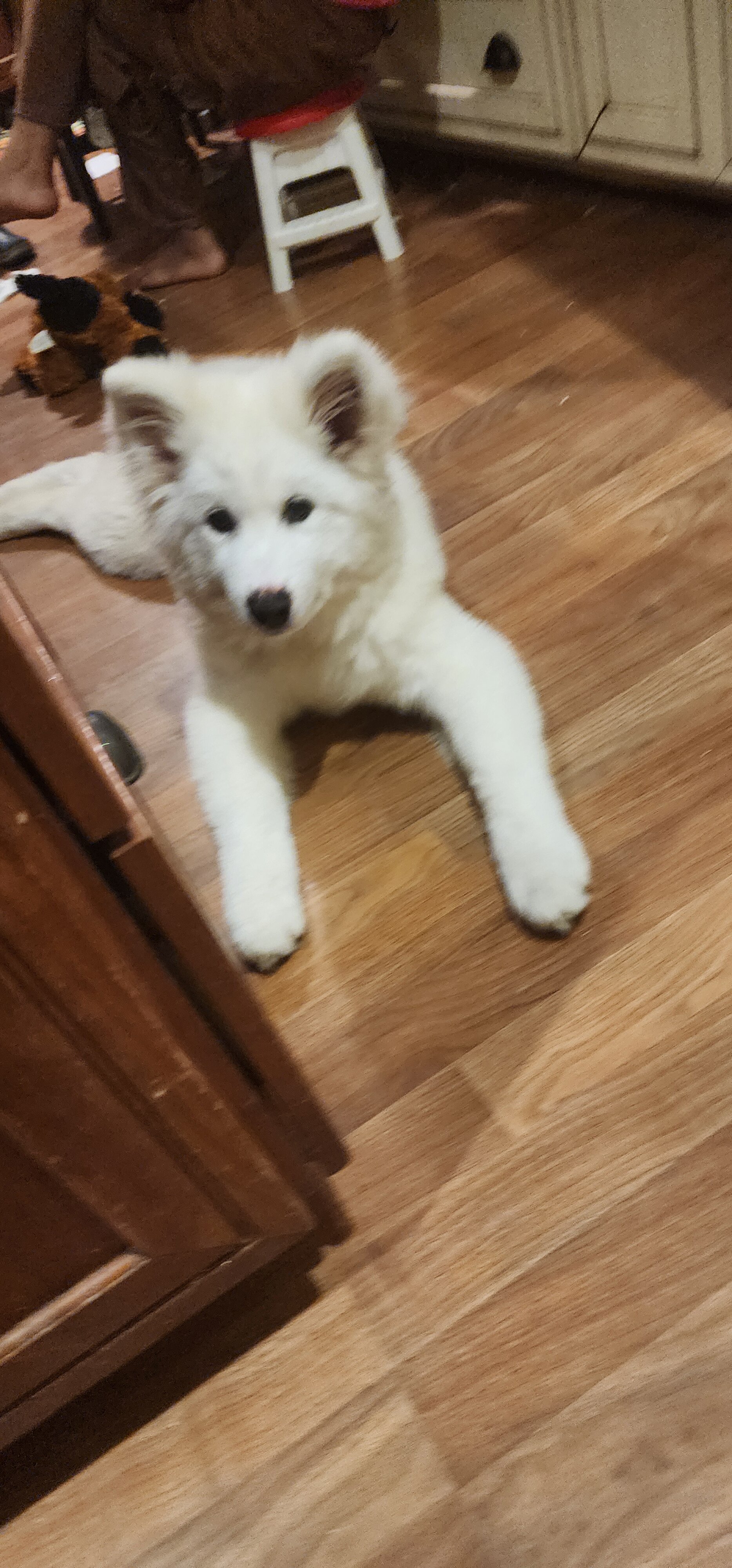 Samoyed image 7