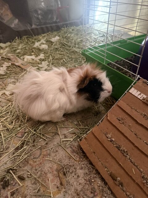 Guinea Pigs image 6