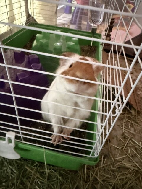 Guinea Pigs image 5