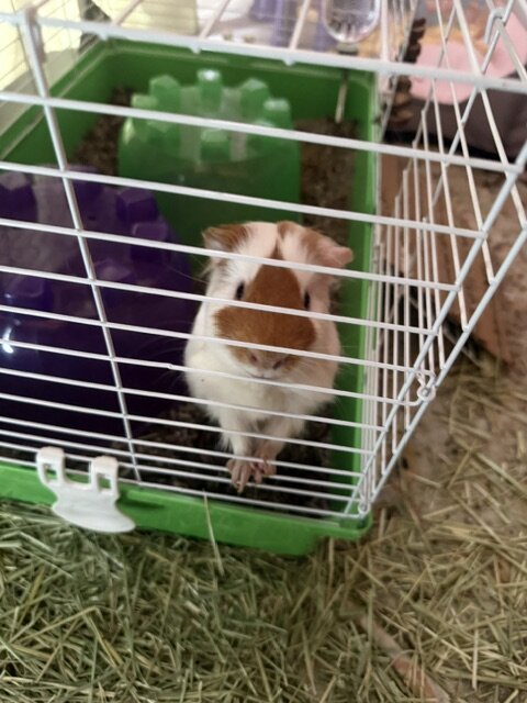 Guinea Pigs image 4