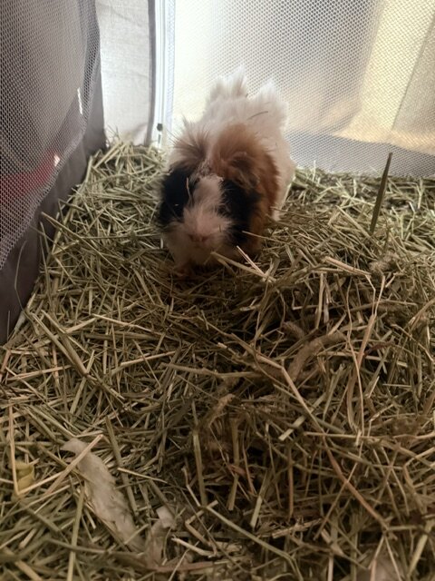 Guinea Pigs image 3