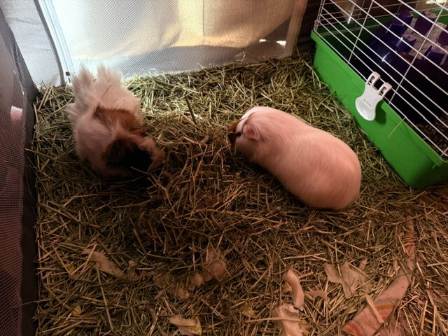 Guinea Pigs image 2