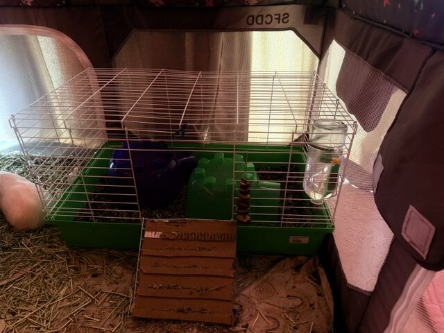 Guinea Pigs image 1