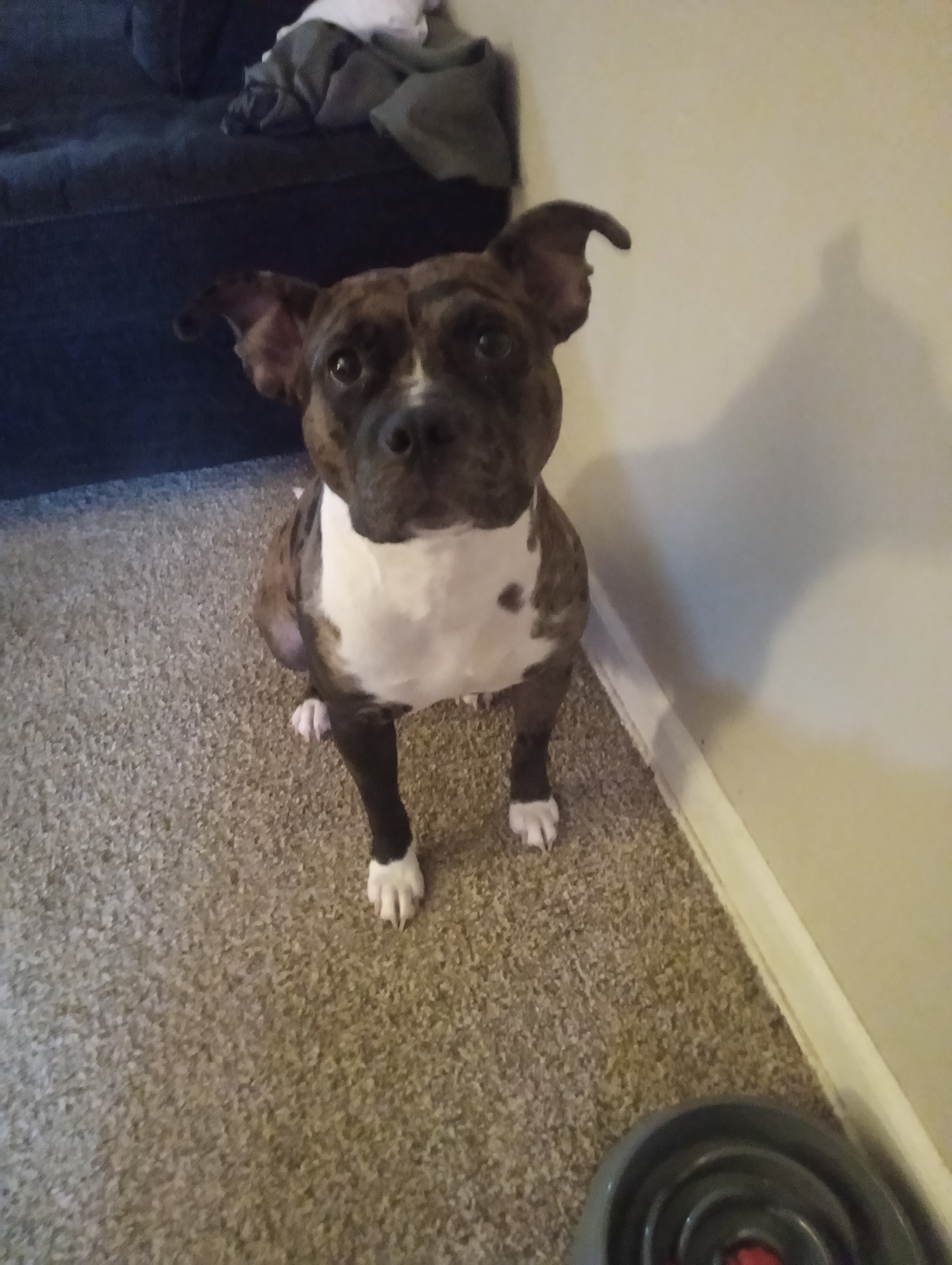 Female puppy image 1