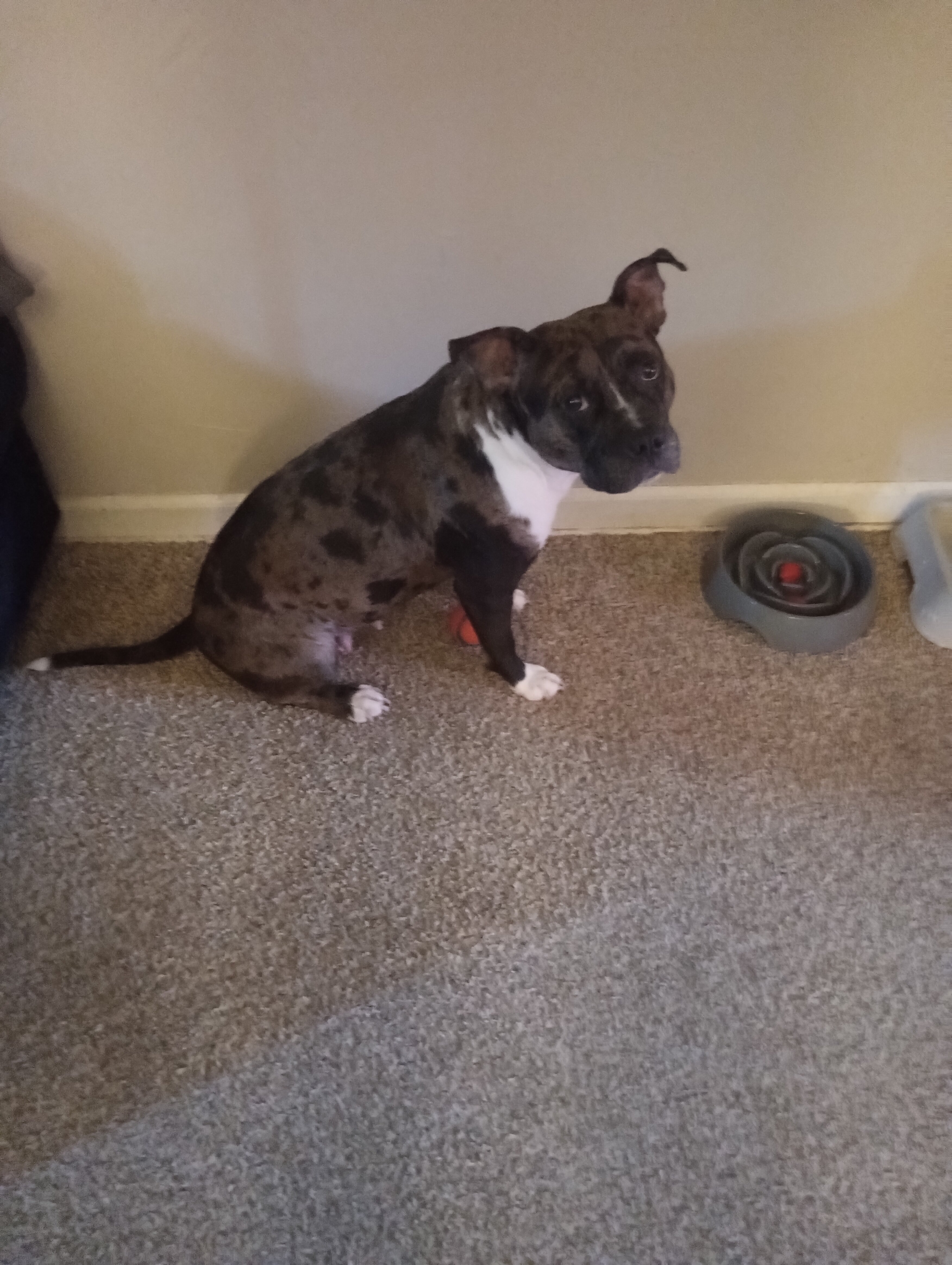 Female puppy image 2