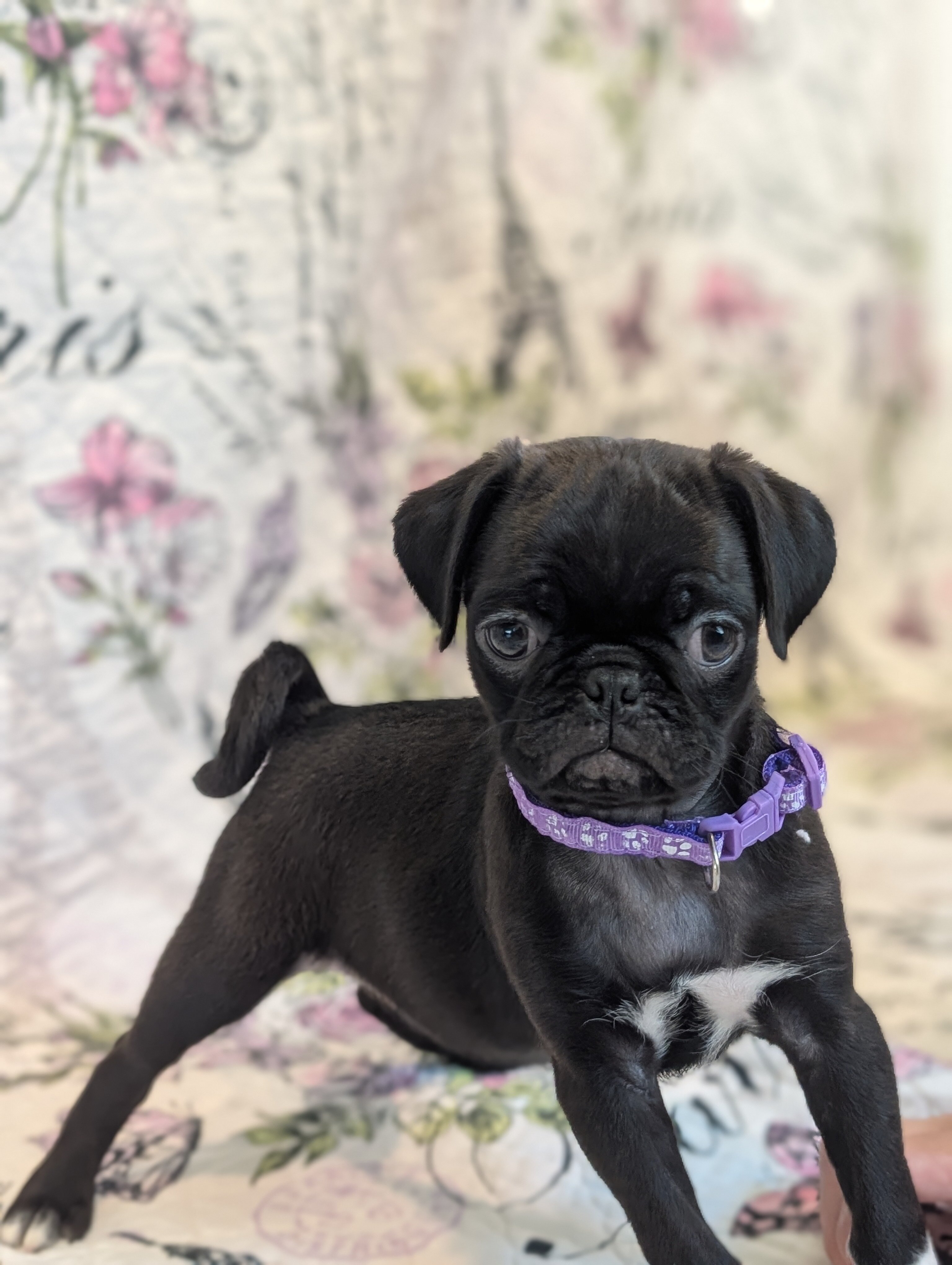 Pugs image 1