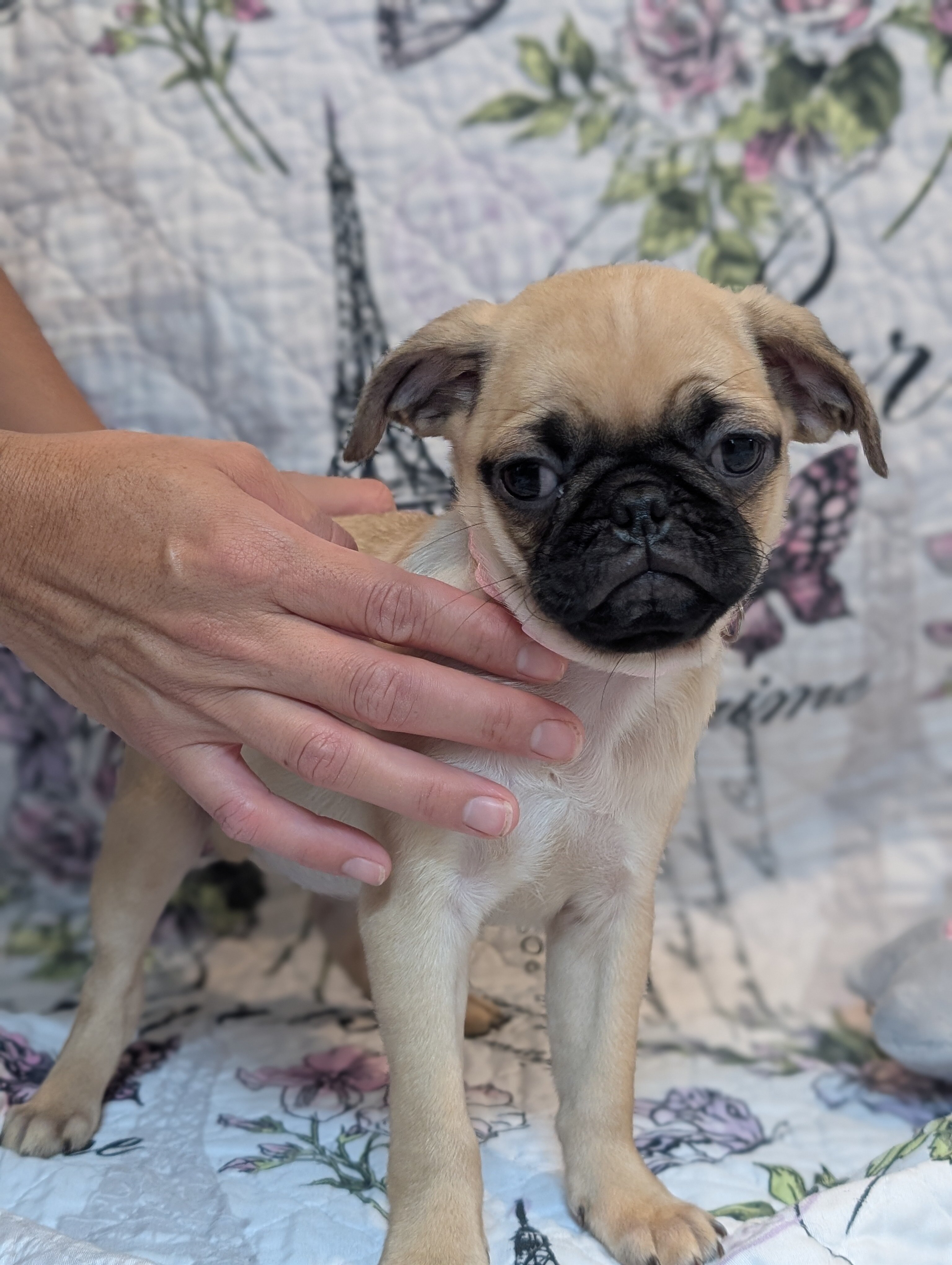 Pugs image 2