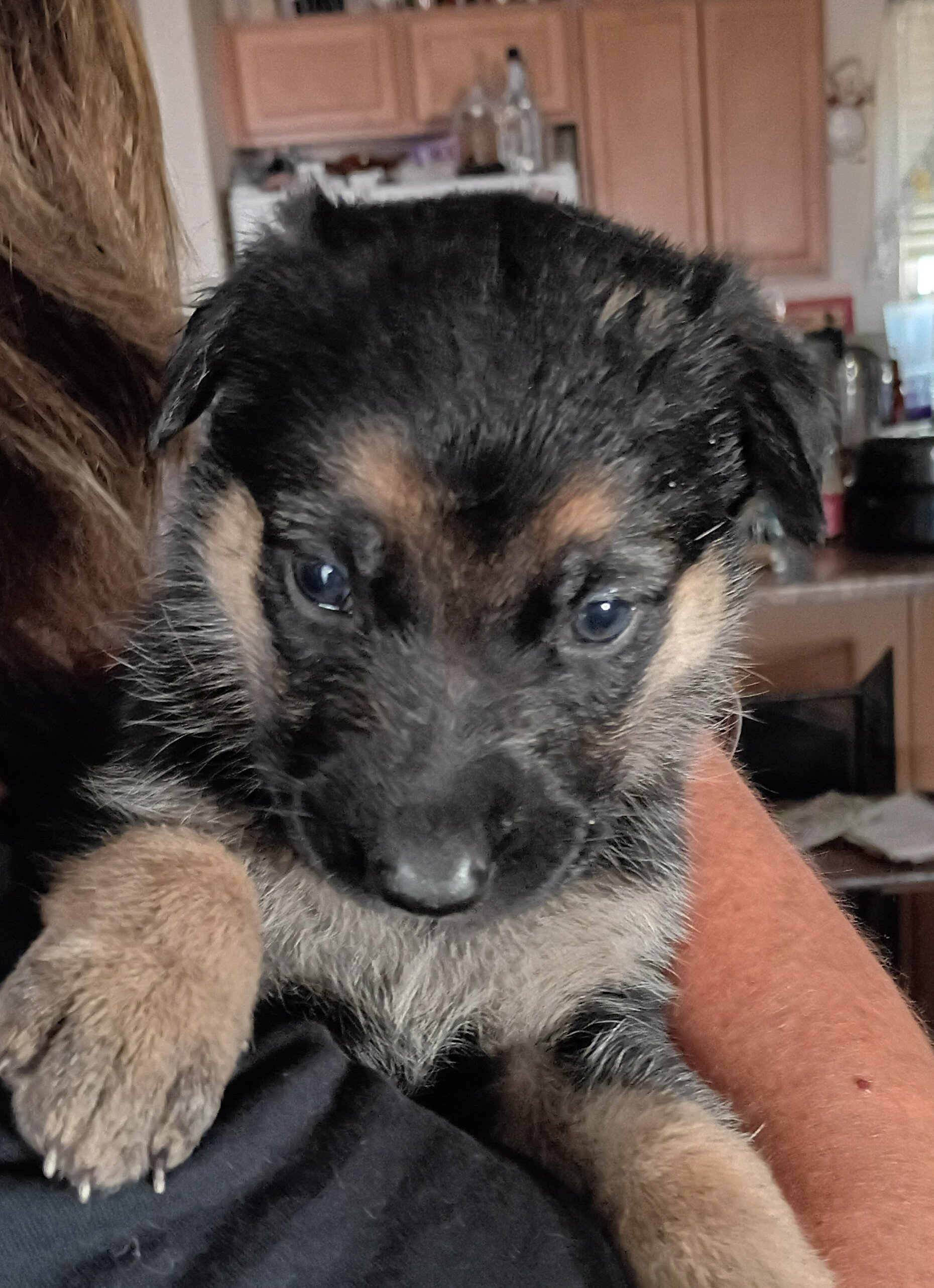 German Shepherd Puppy image 1