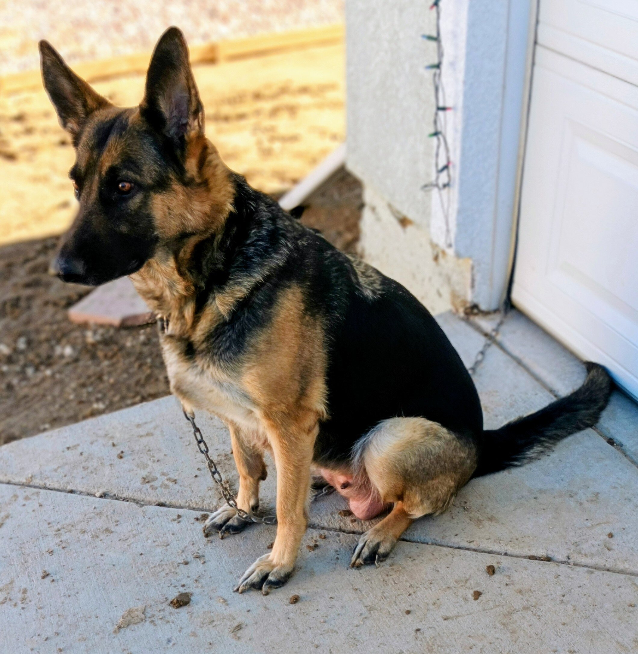 German Shepherd Puppy image 3