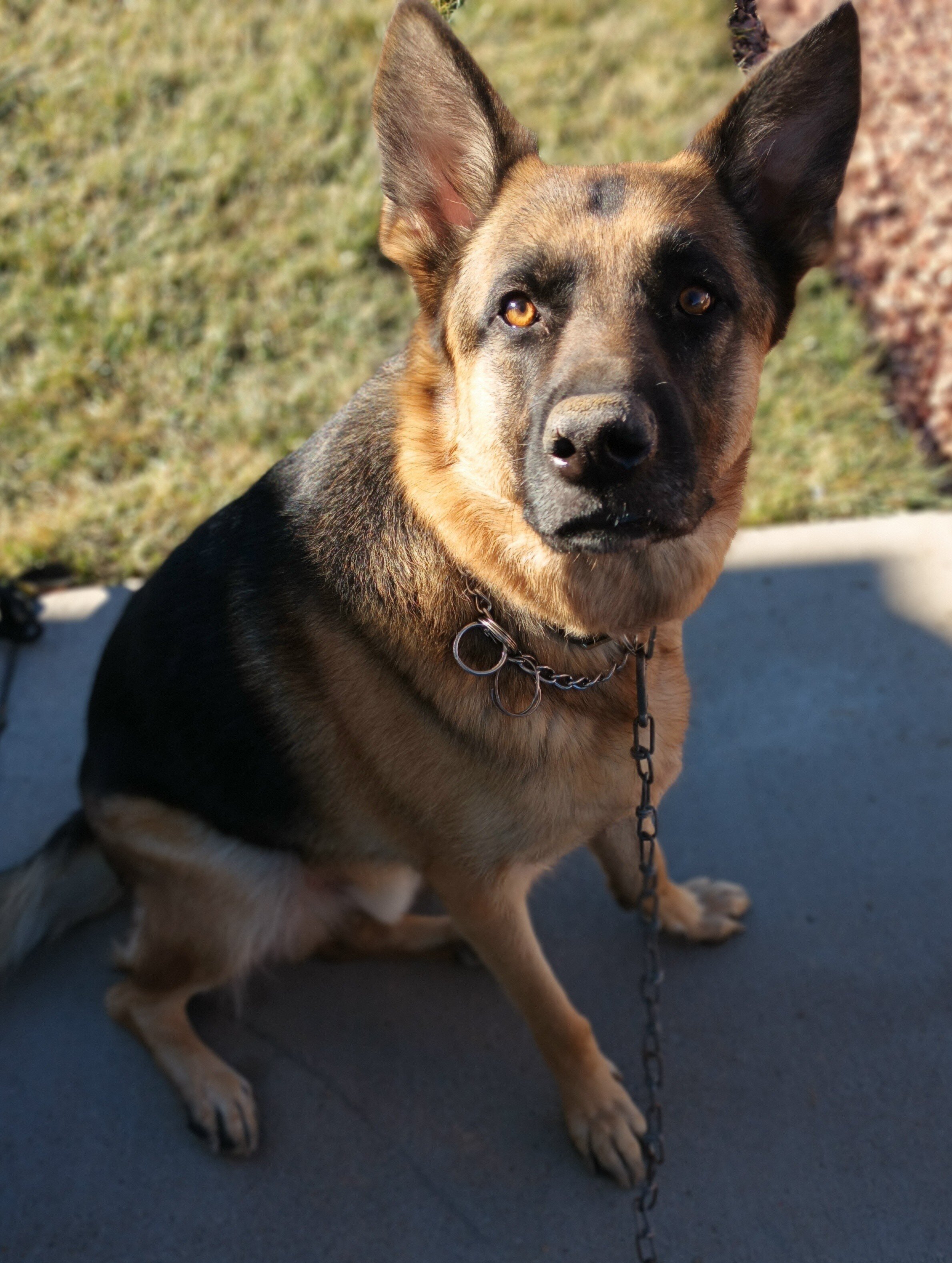 German Shepherd Puppy image 2