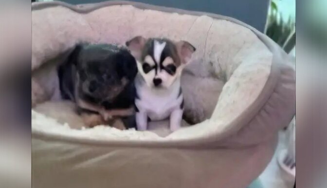 Chihuahua puppies Available image 1