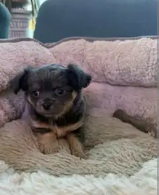 Chihuahua puppies Available image 2