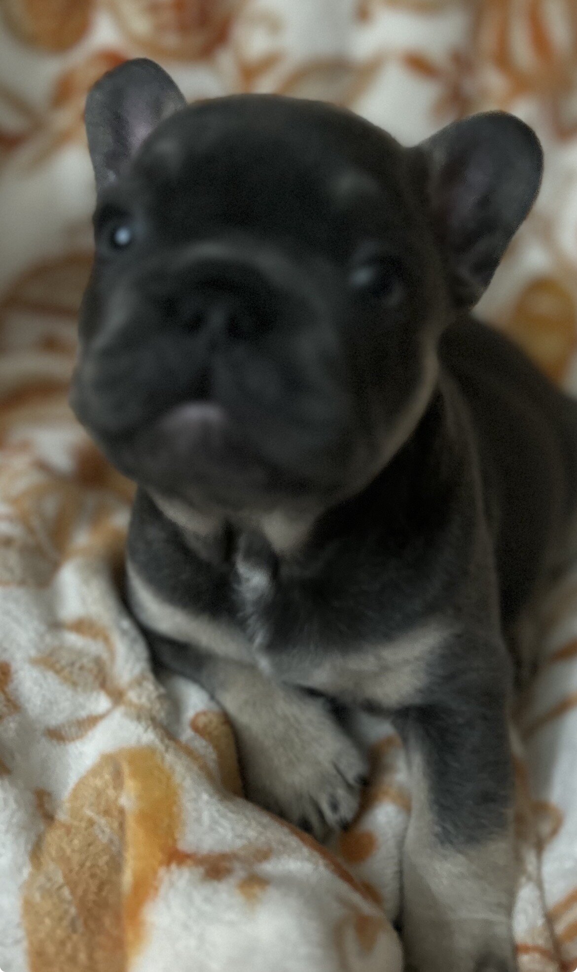 AKC FRENCHIES image 4