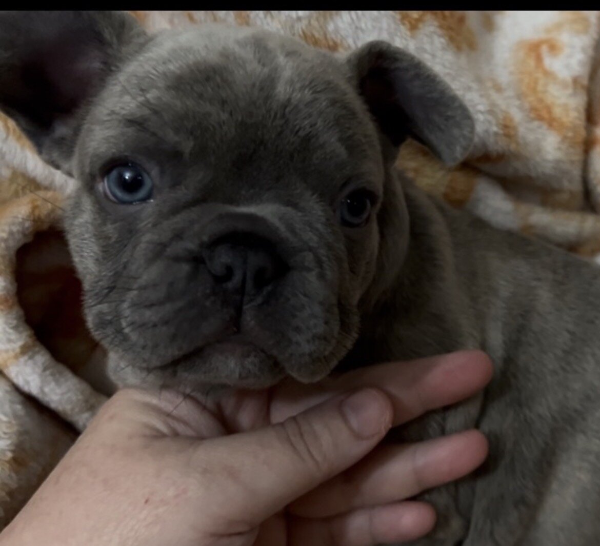 AKC FRENCHIES image 1