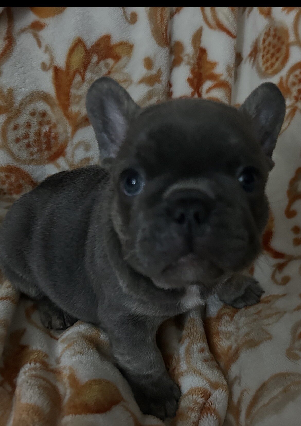 AKC FRENCHIES image 2