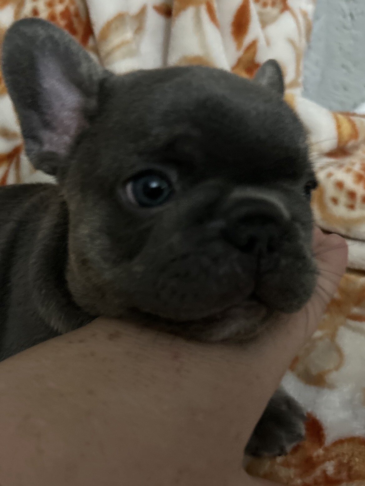 AKC FRENCHIES image 3