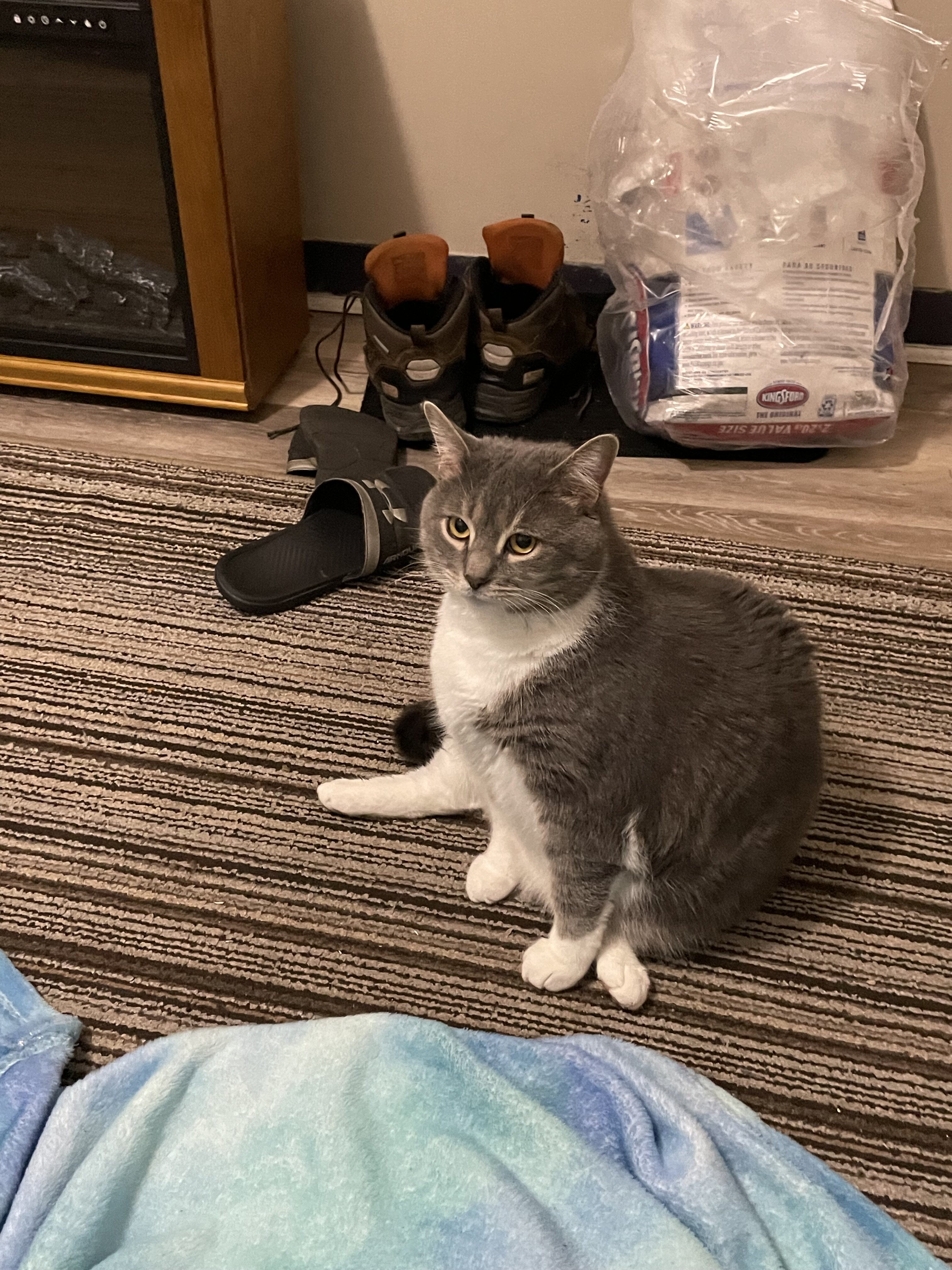 Male Cat image 4