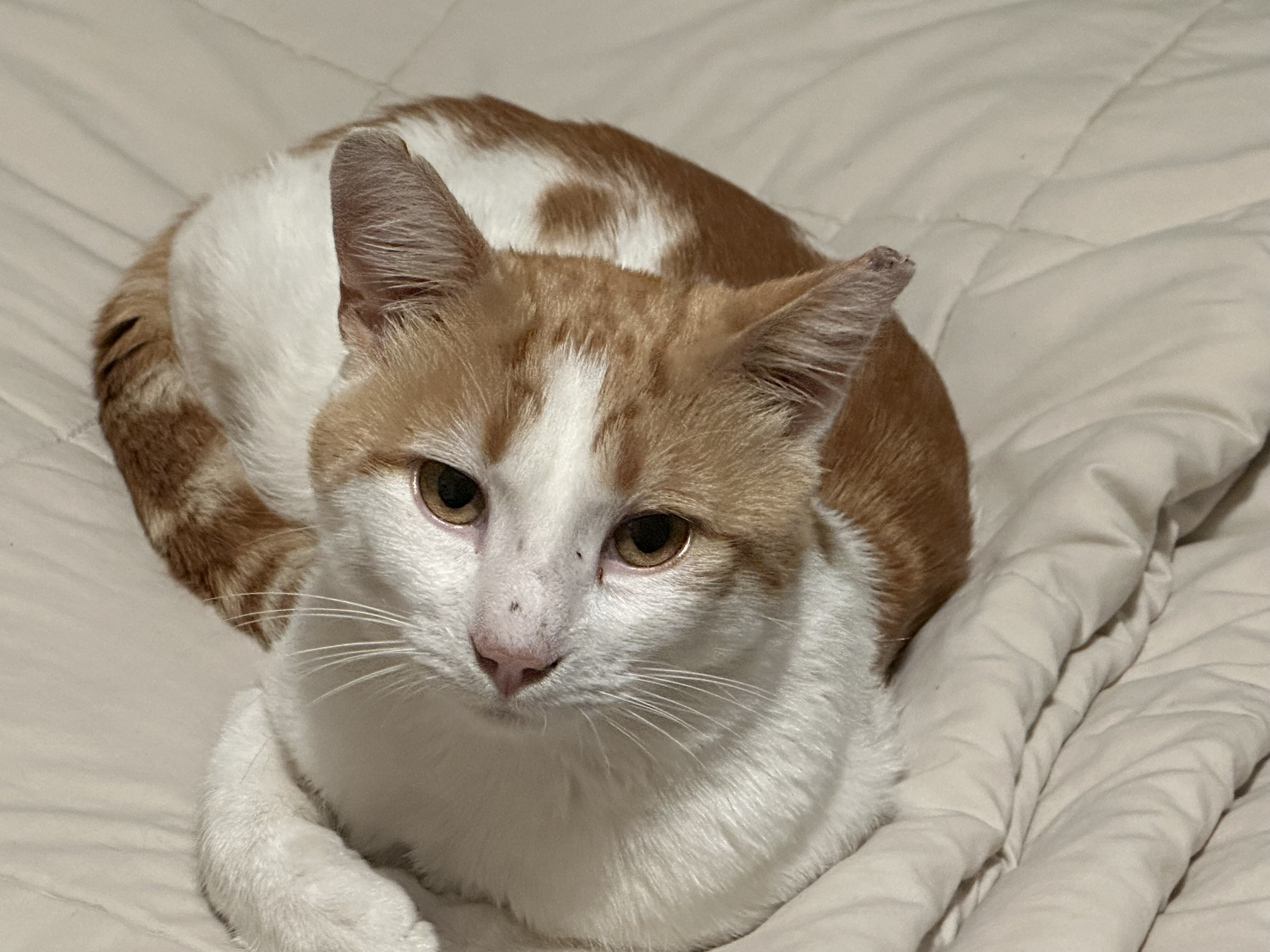 Male Cat image 2