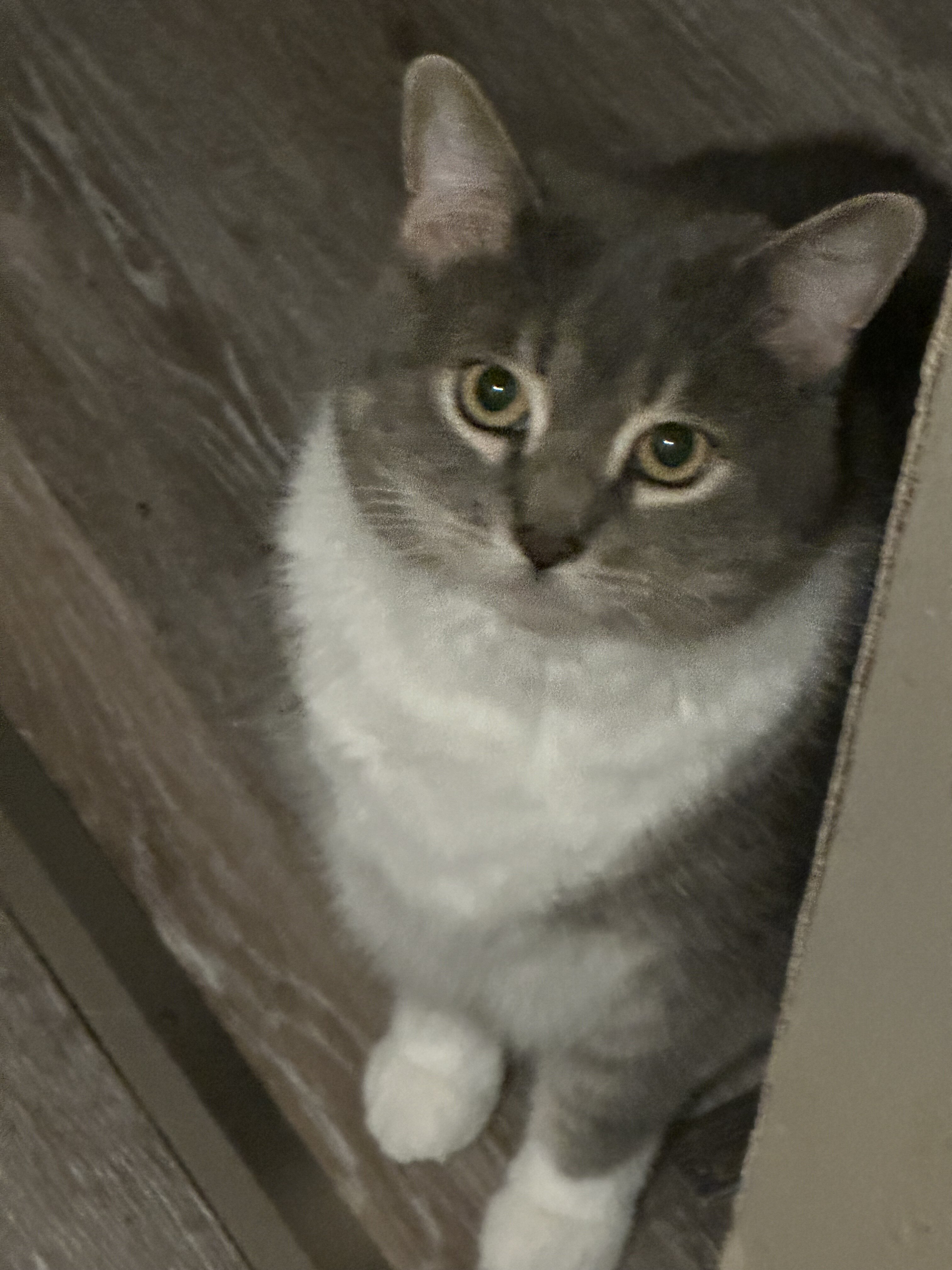 Male Cat image 3