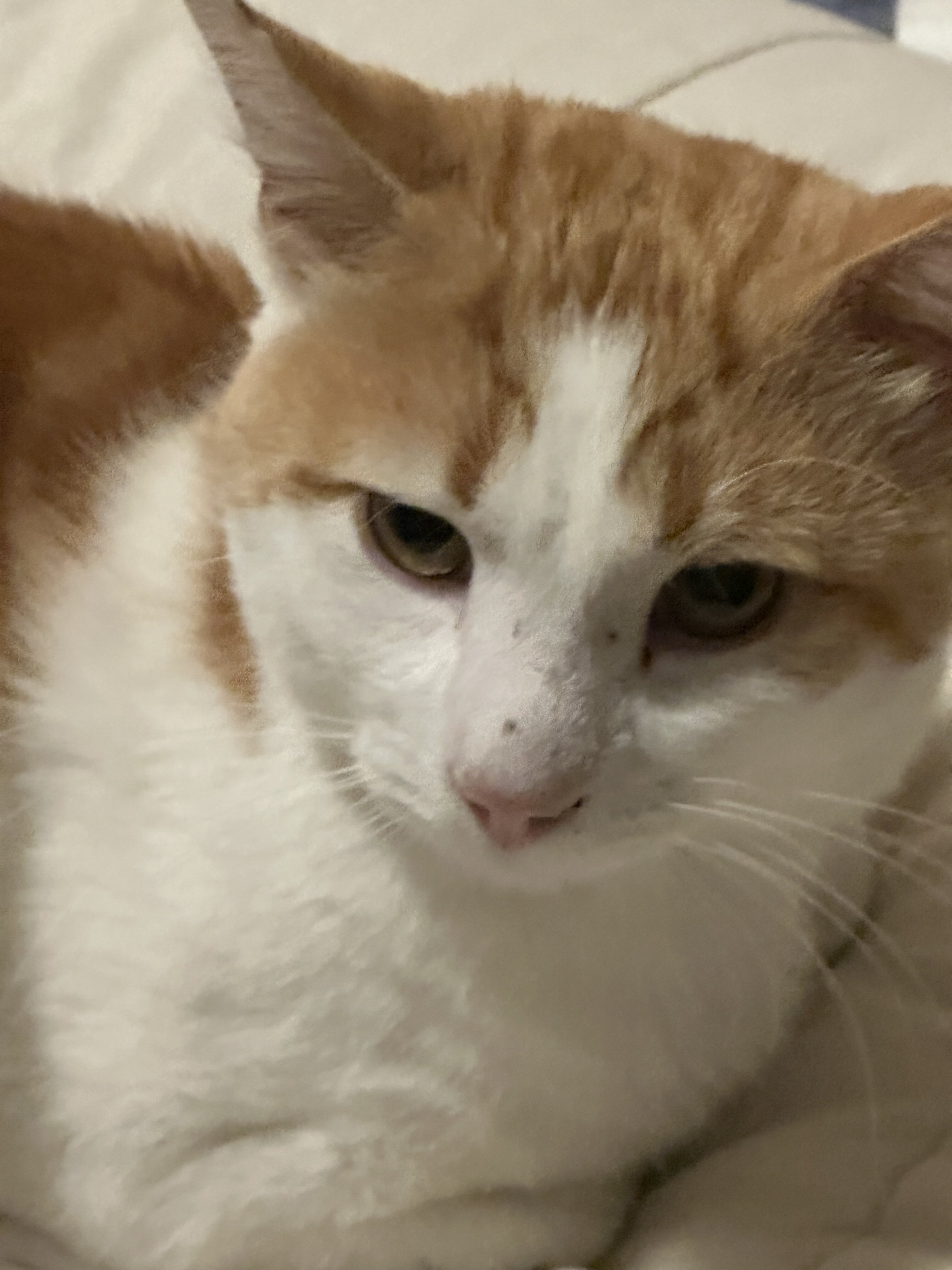 Male Cat image 1