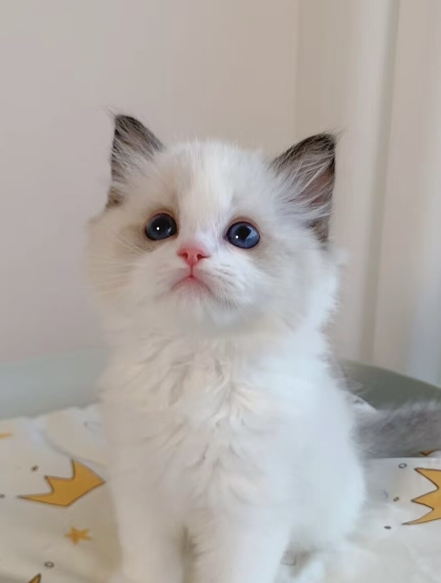 TICA Seal Bi-color Ragdoll kitten image 1
