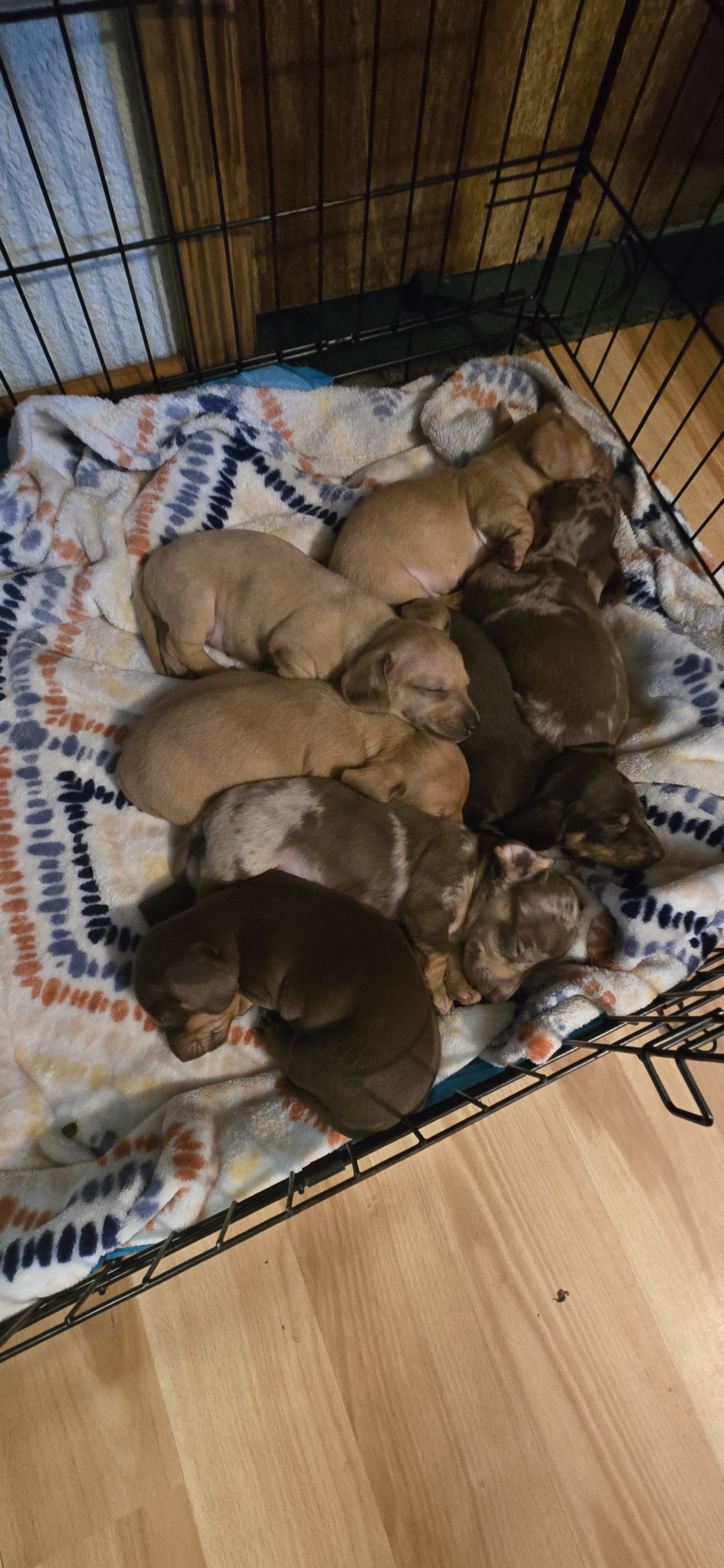 Dachshund Puppies image 8