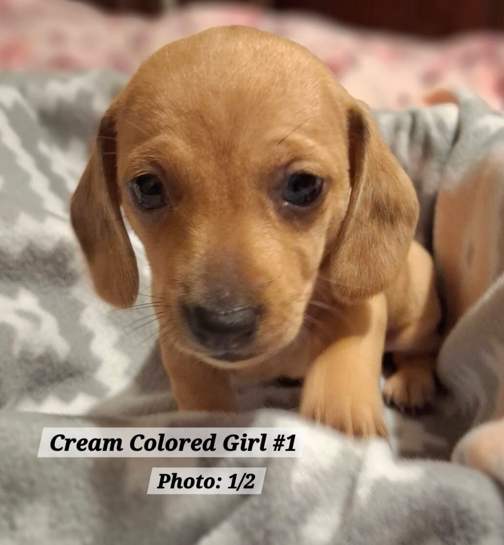 Dachshund Puppies image 7