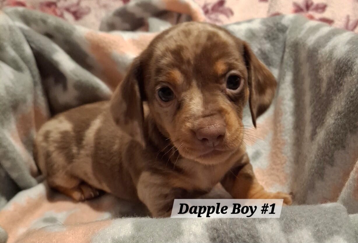 Dachshund Puppies image 6