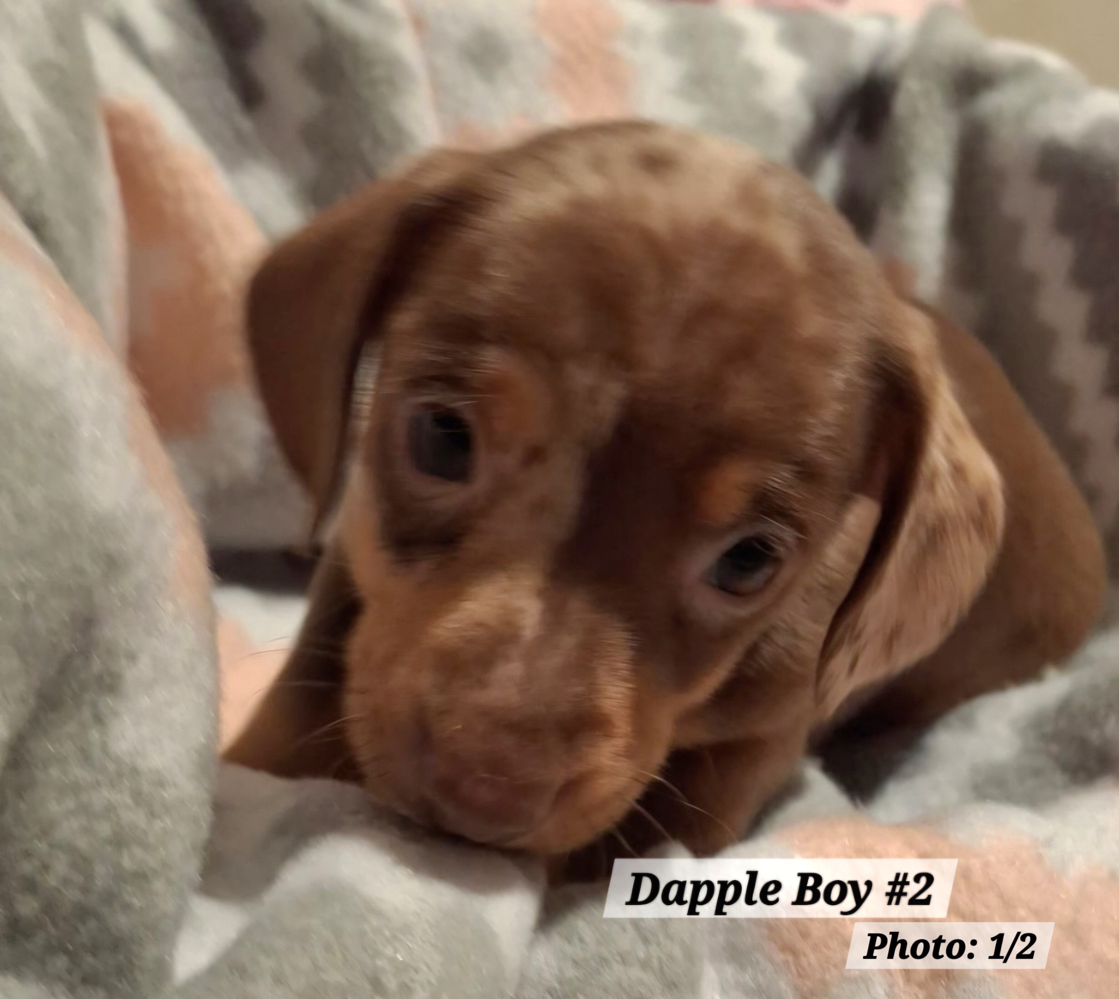 Dachshund Puppies image 5
