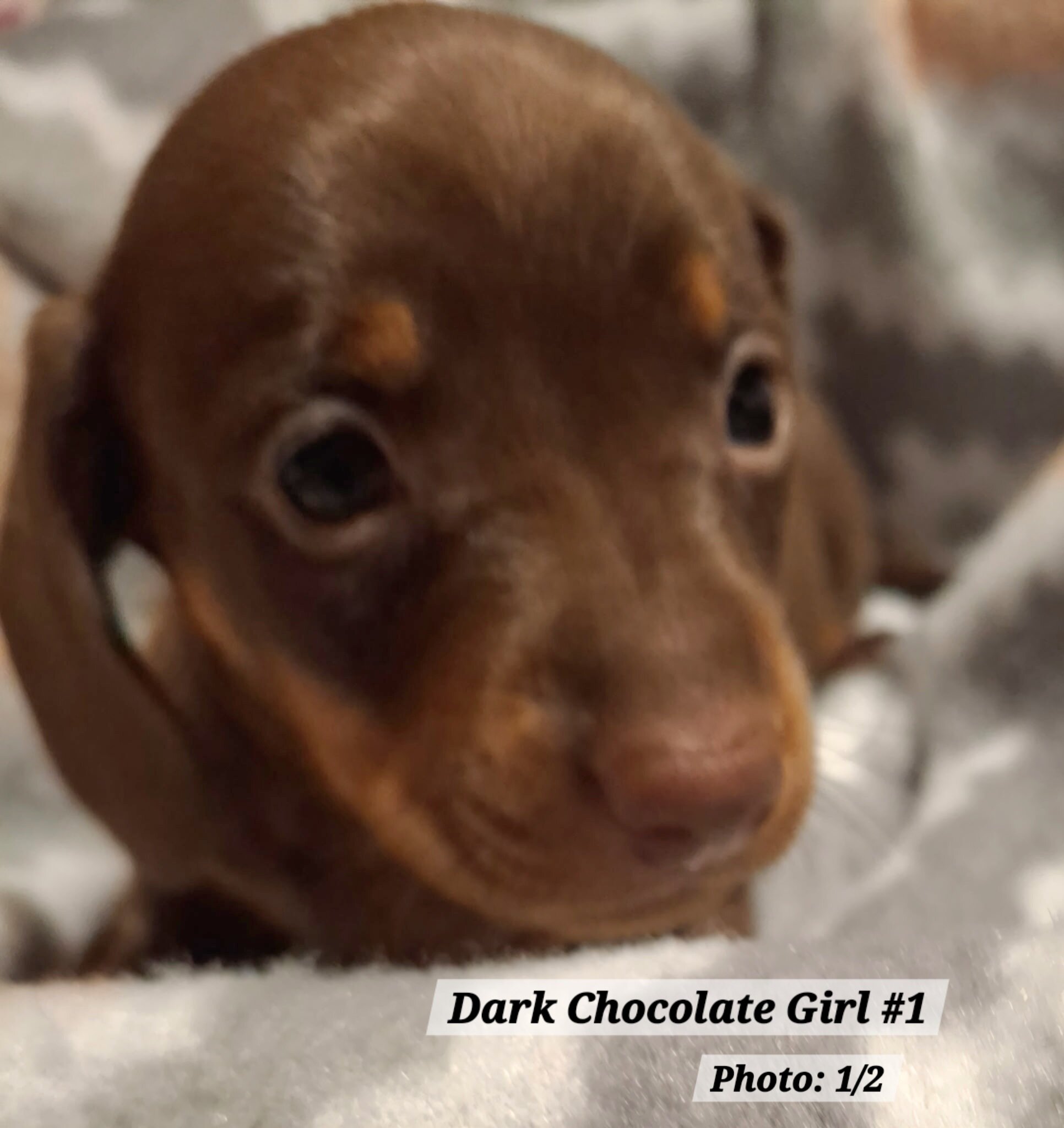 Dachshund Puppies image 4