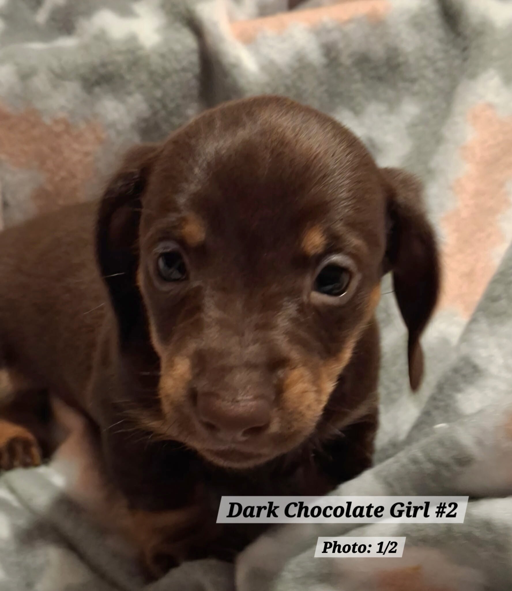 Dachshund Puppies image 3