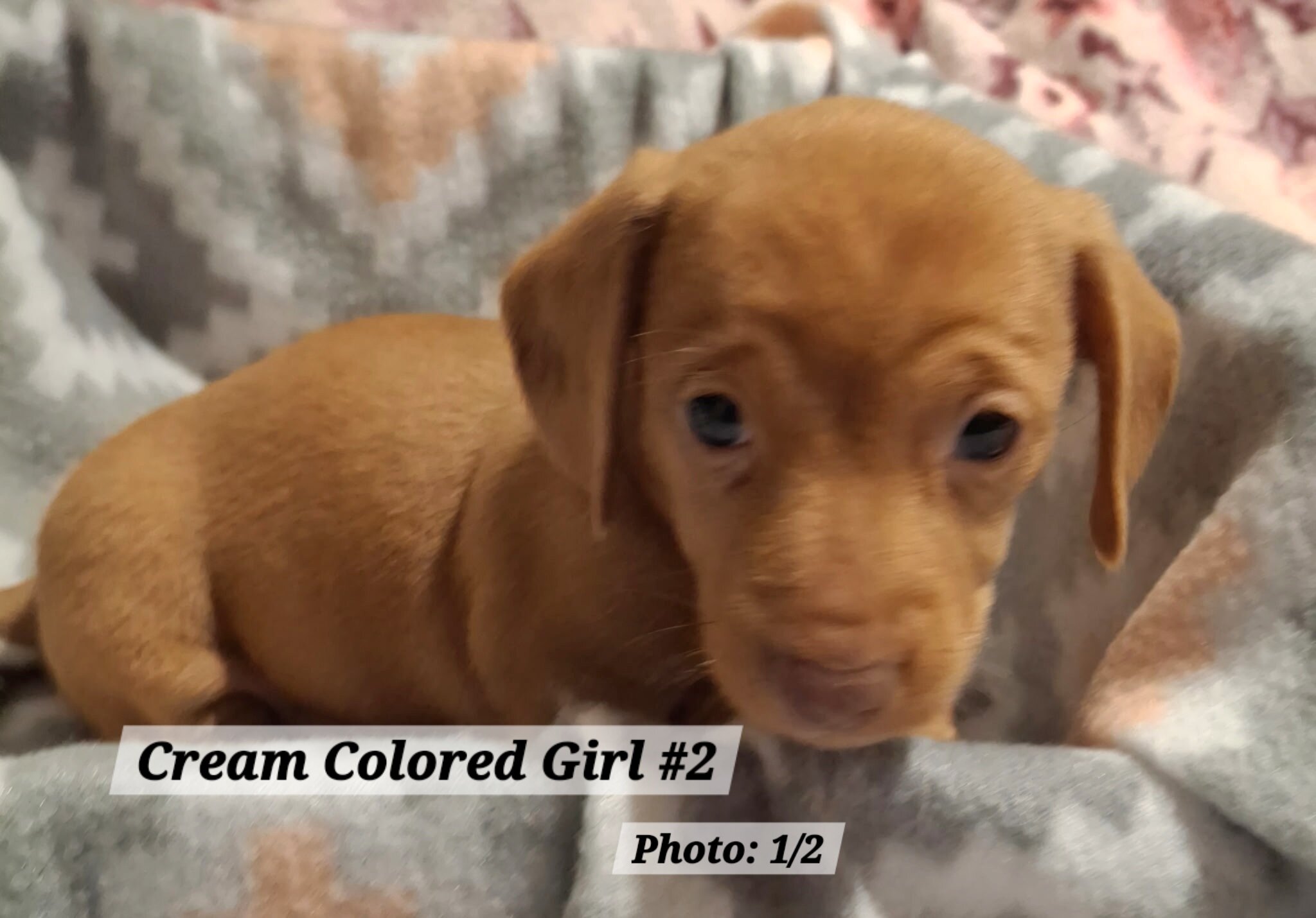 Dachshund Puppies image 2