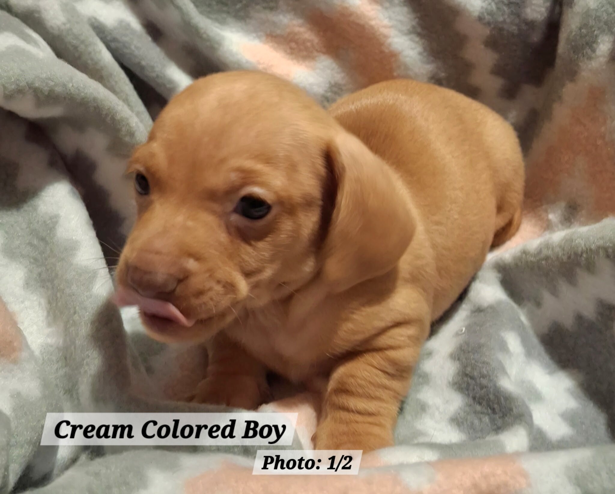 Dachshund Puppies image 1