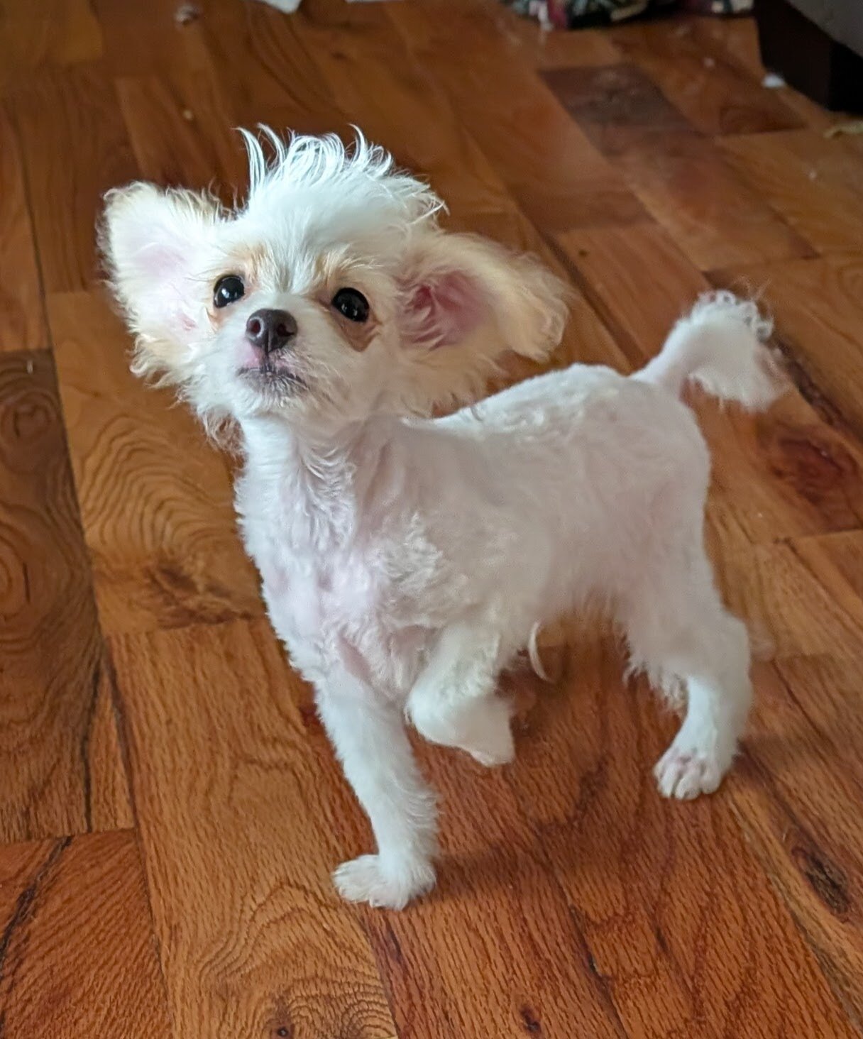 Toy pompoos and Chihuahua puppies image 2