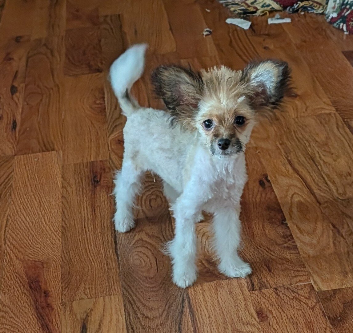 Toy pompoos and Chihuahua puppies image 3