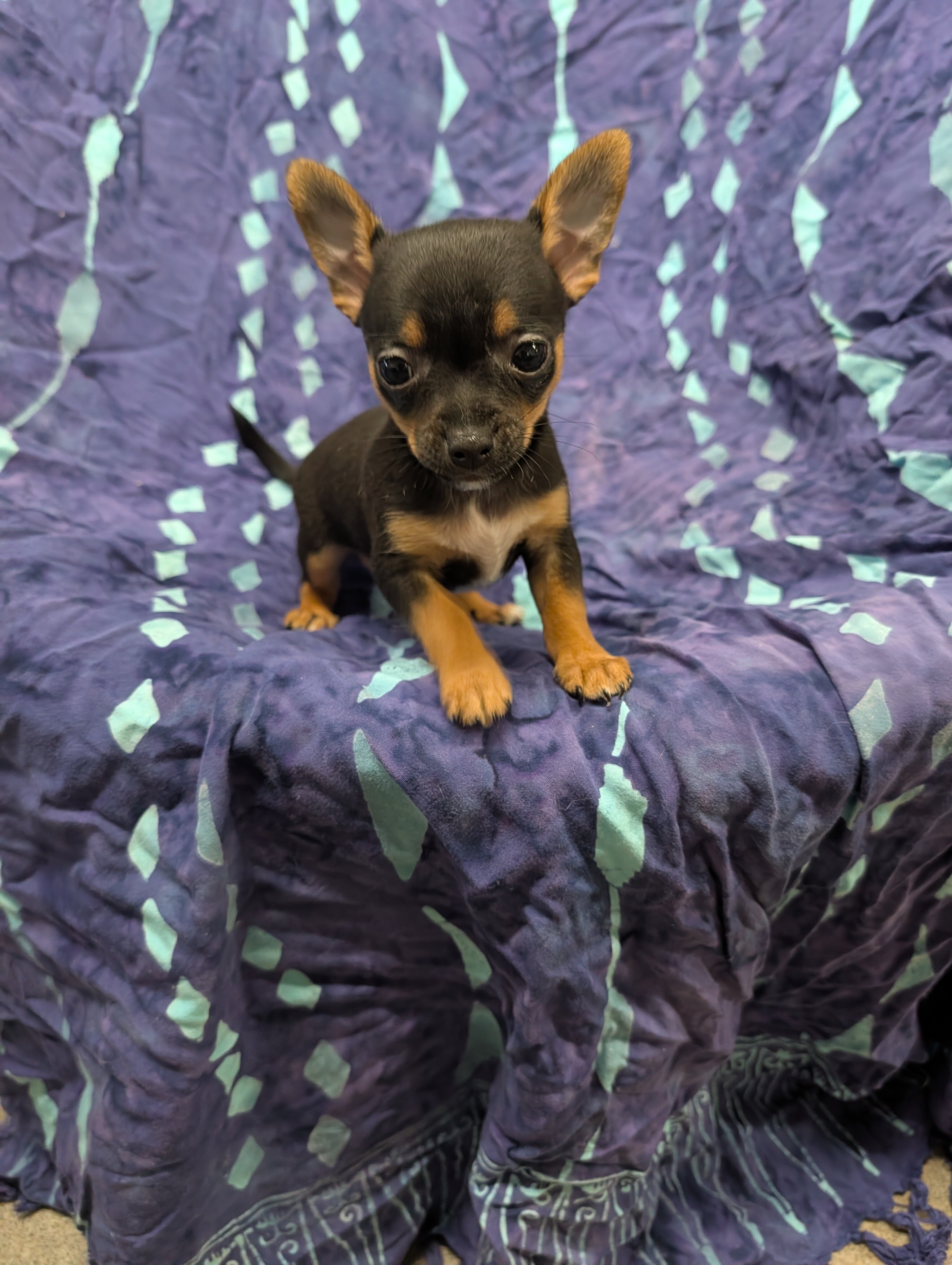 Toy pompoos and Chihuahua puppies image 1