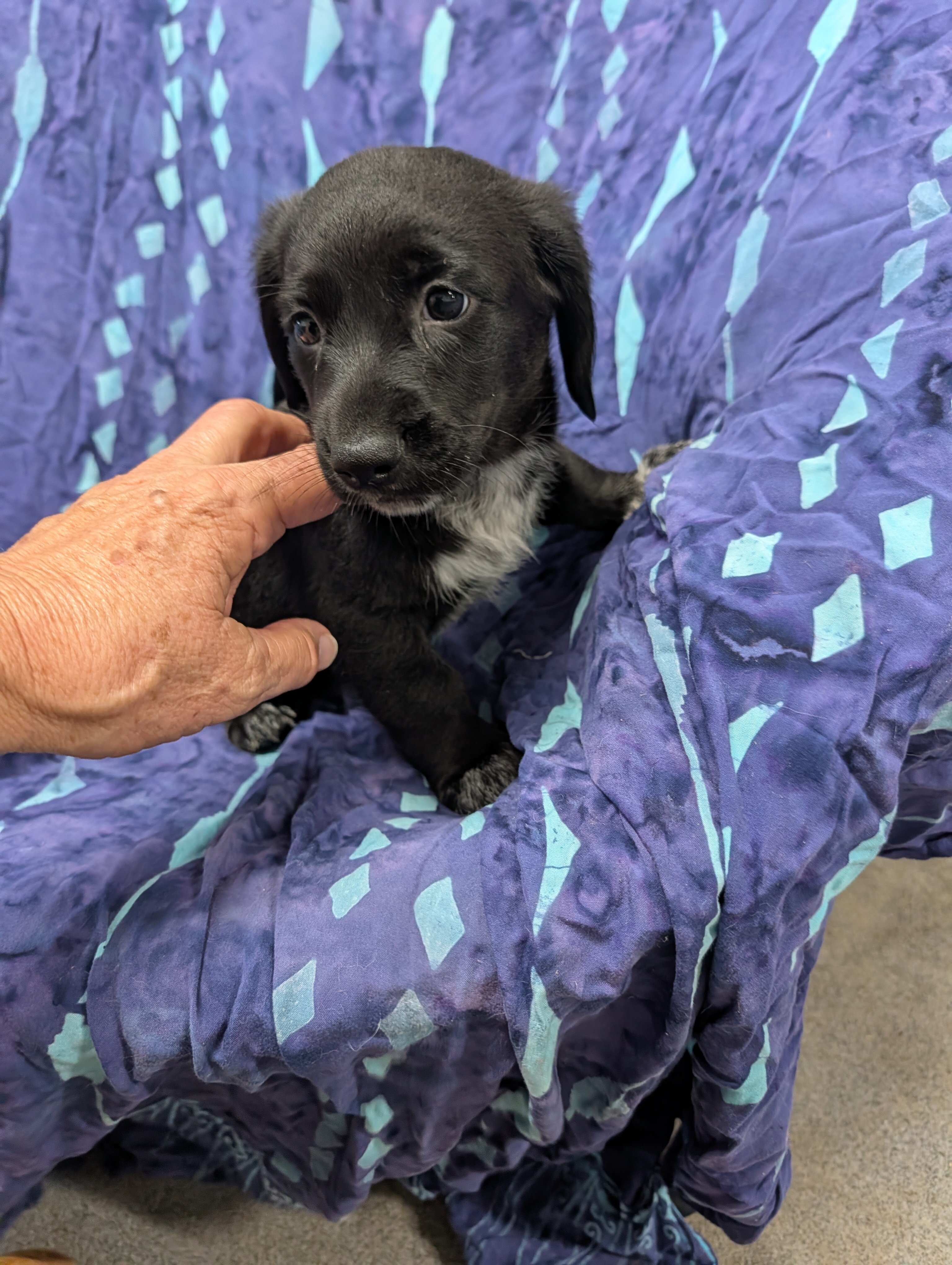 Miniature Dachshund puppy image 2