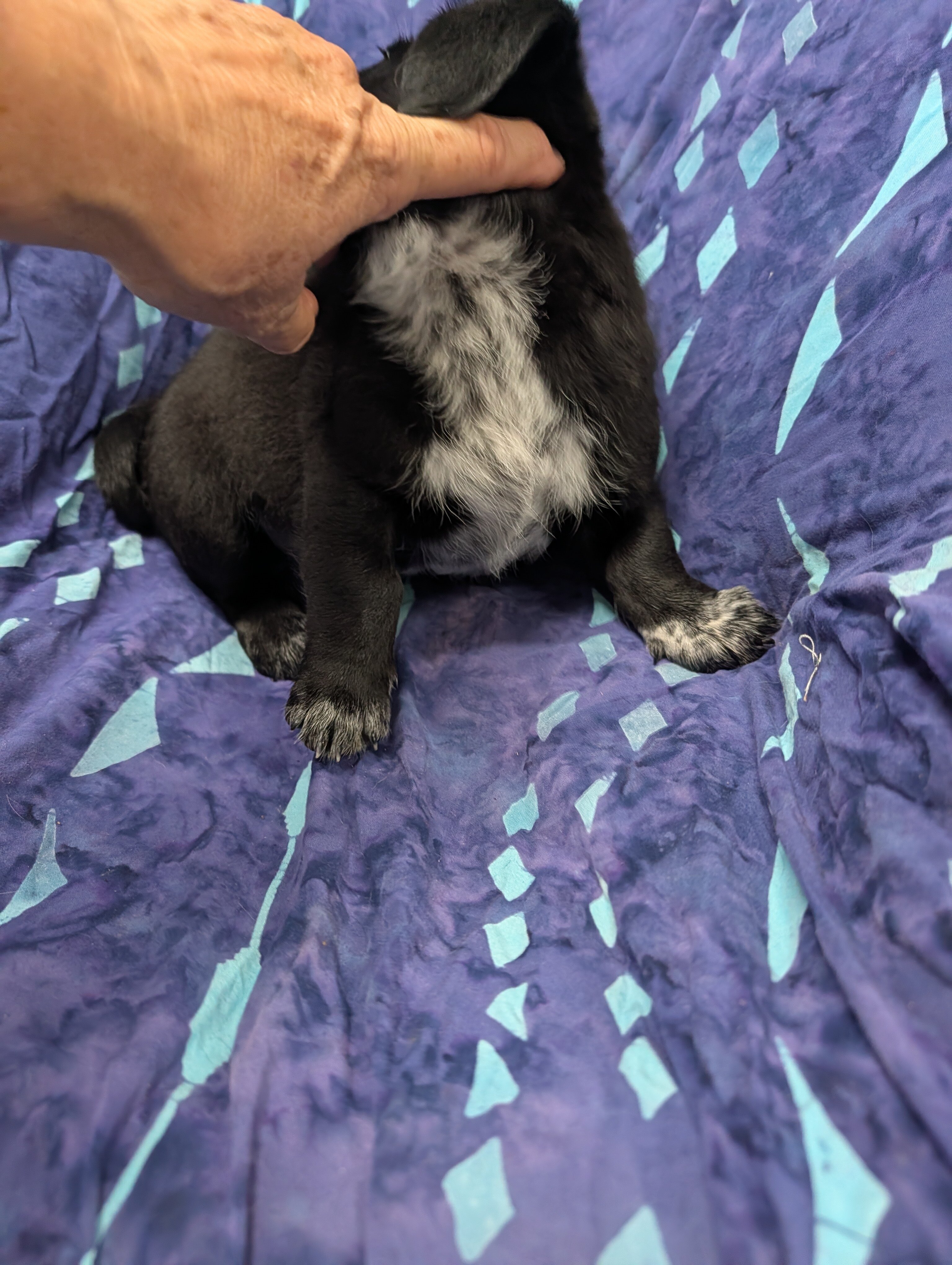 Miniature Dachshund puppy image 3