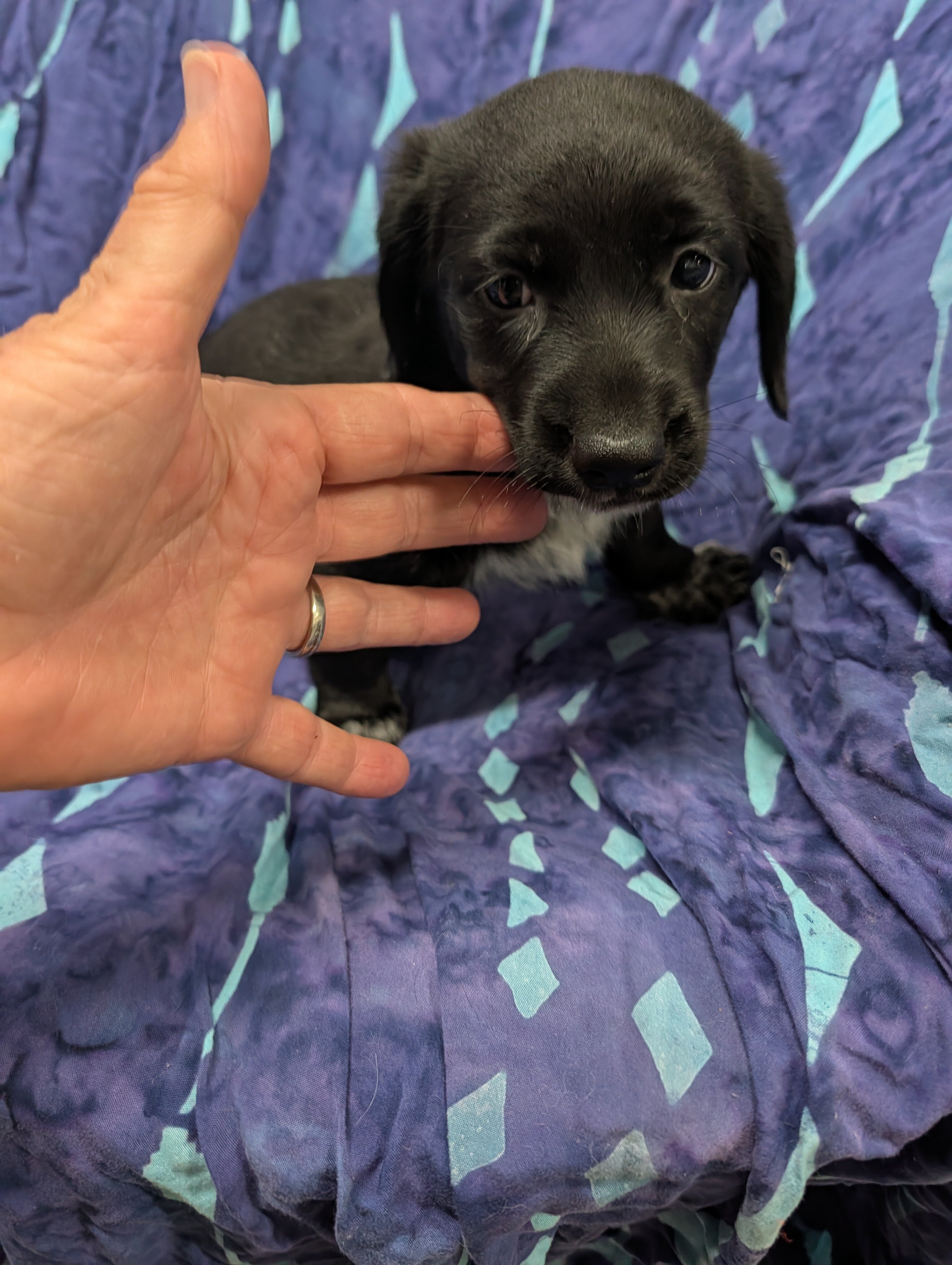 Miniature Dachshund puppy image 4
