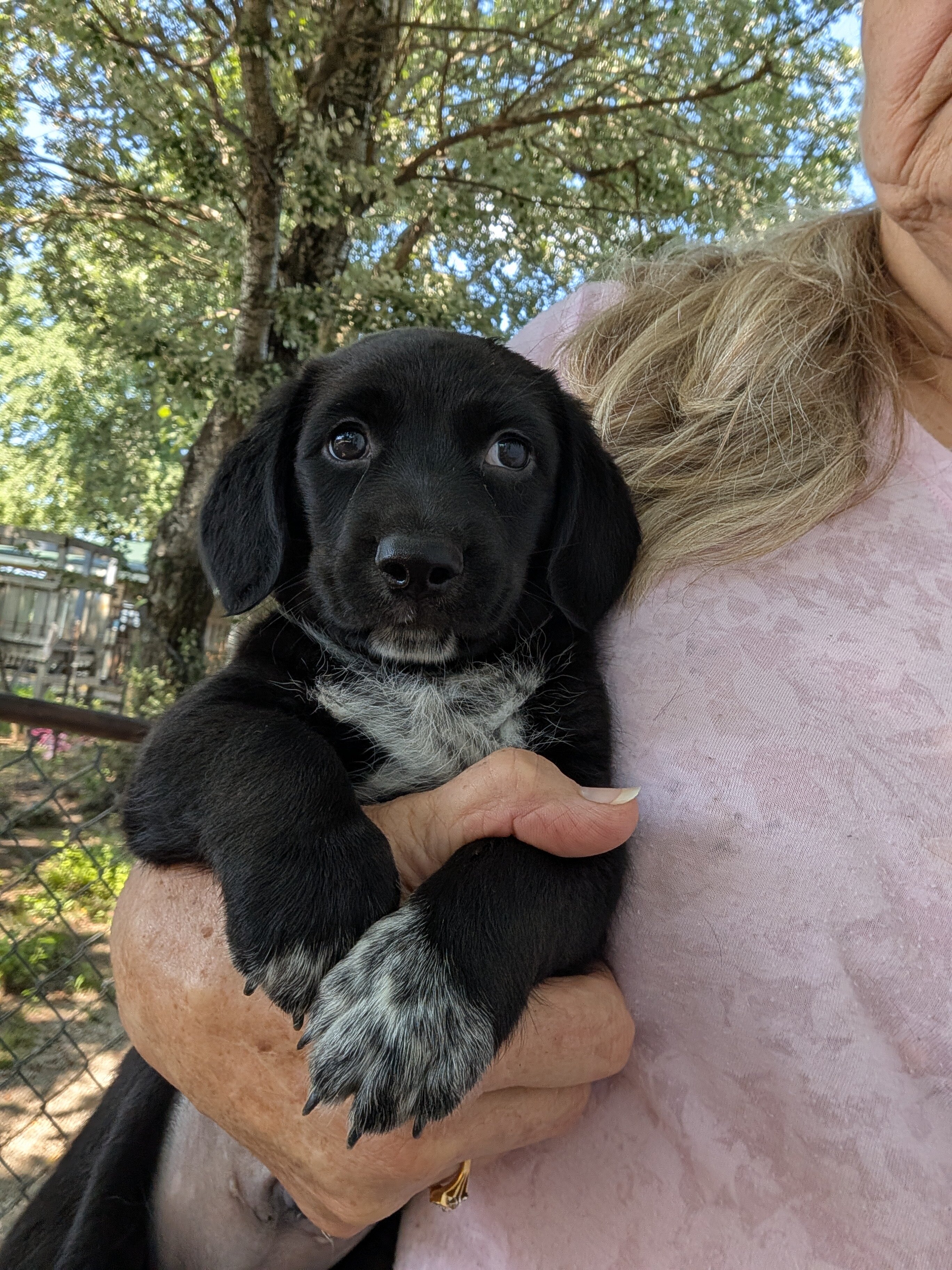 Miniature Dachshund puppy image 1