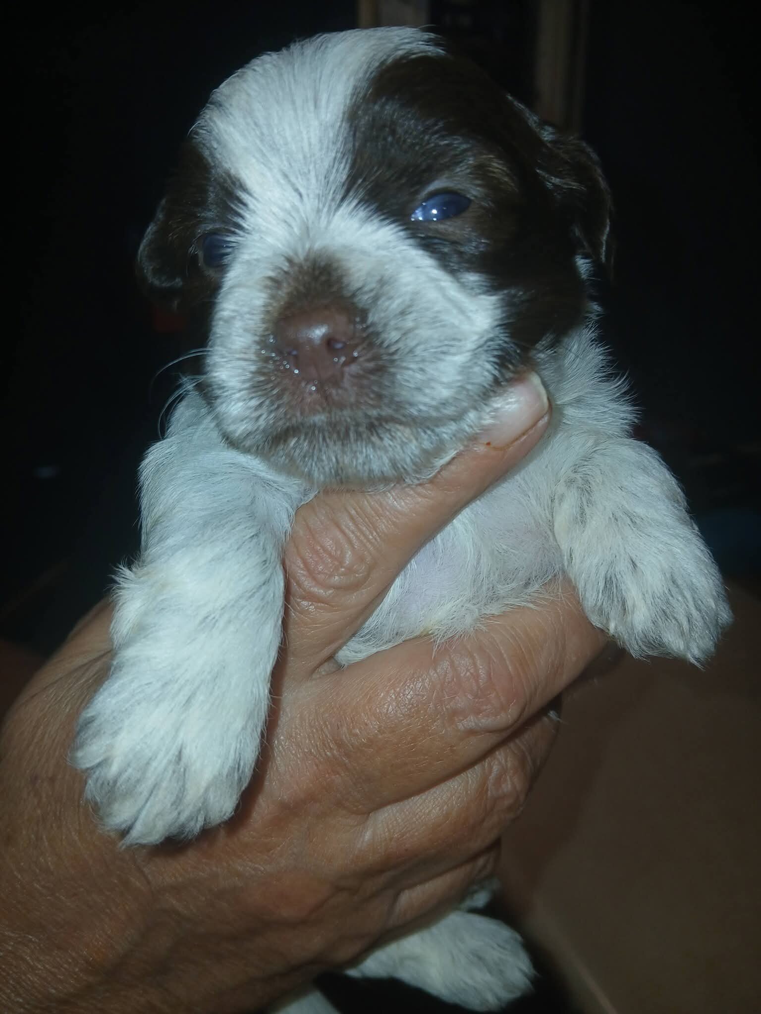 Shorkie image 1